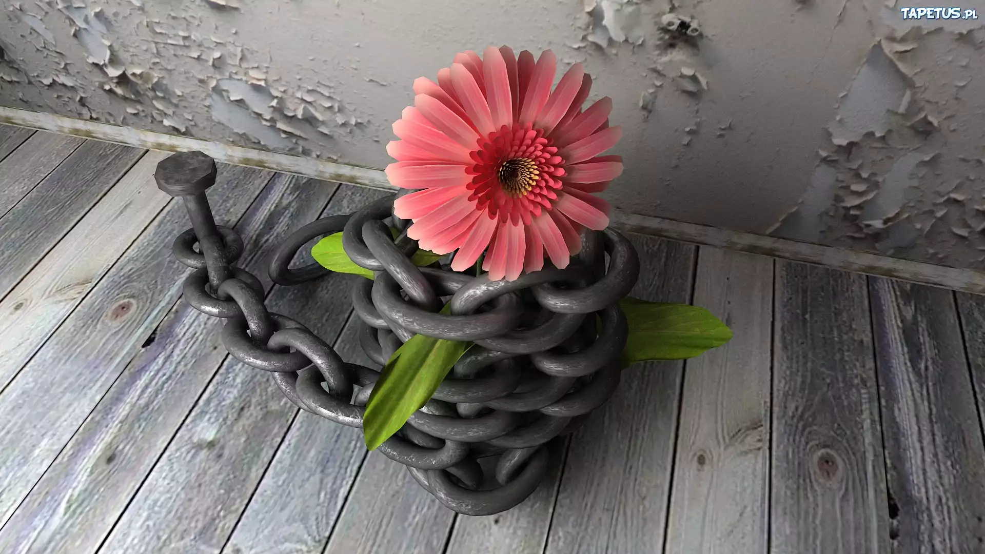 Gerbera, Pomost, Łańcuch