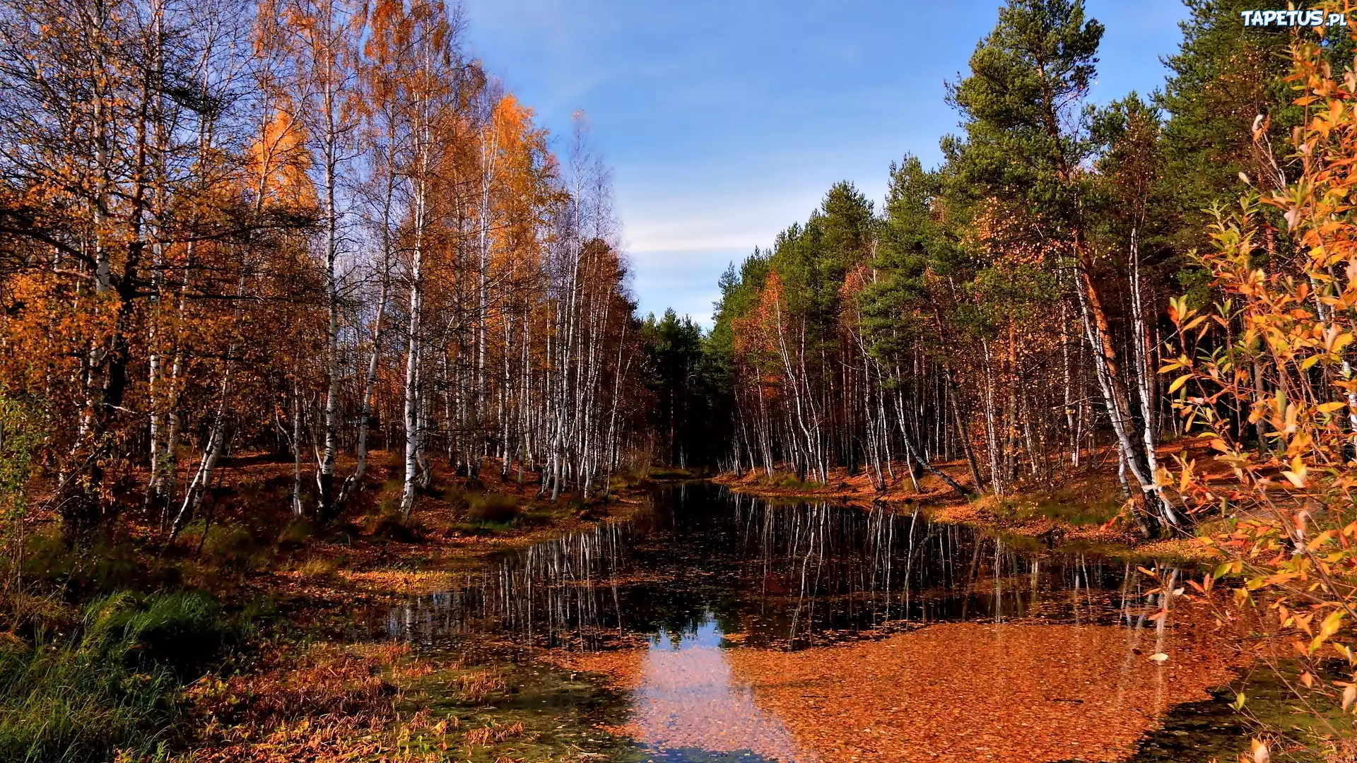 Jesień, Las, Woda, Liście