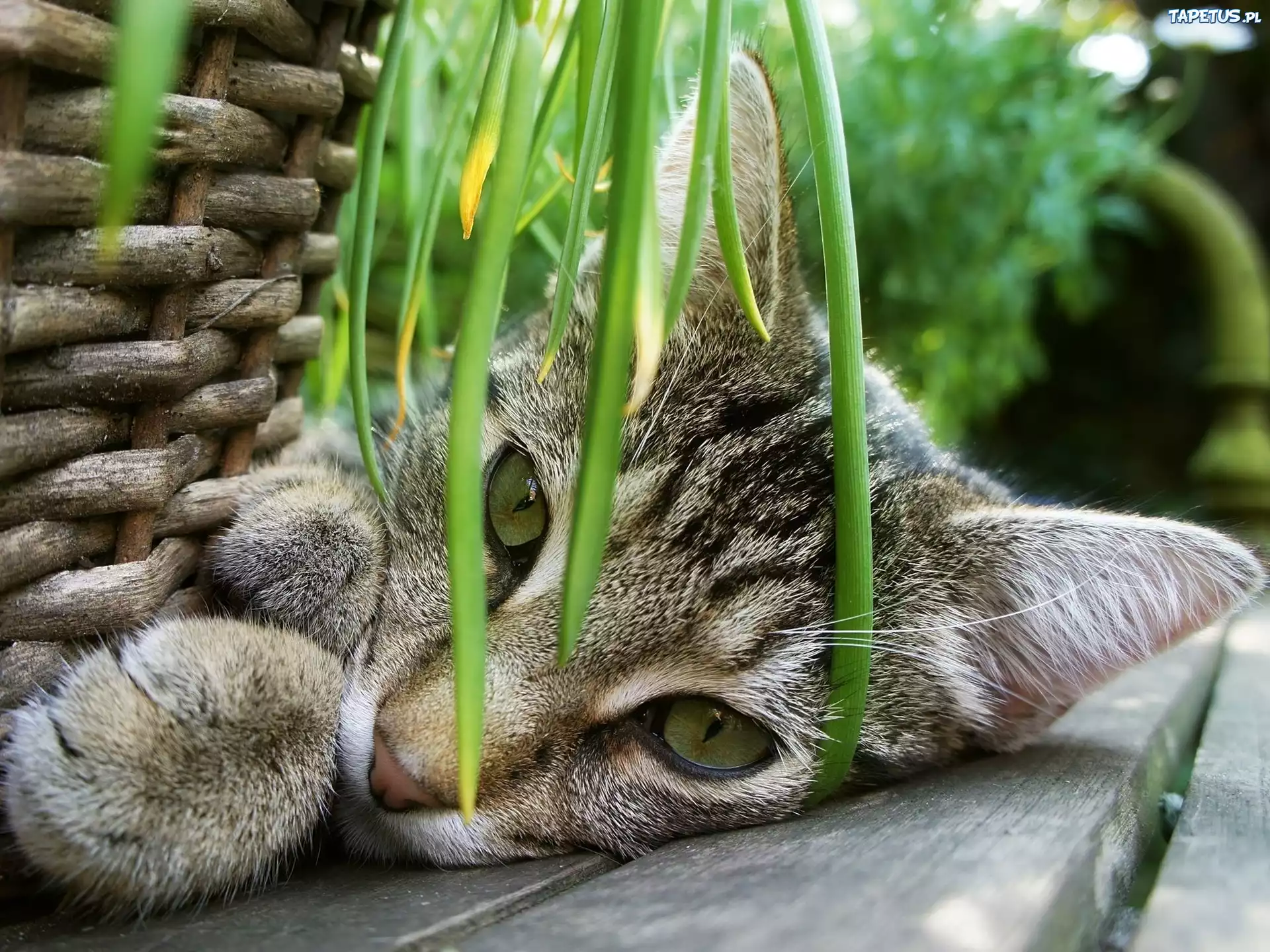 кот плитка трава скачать
