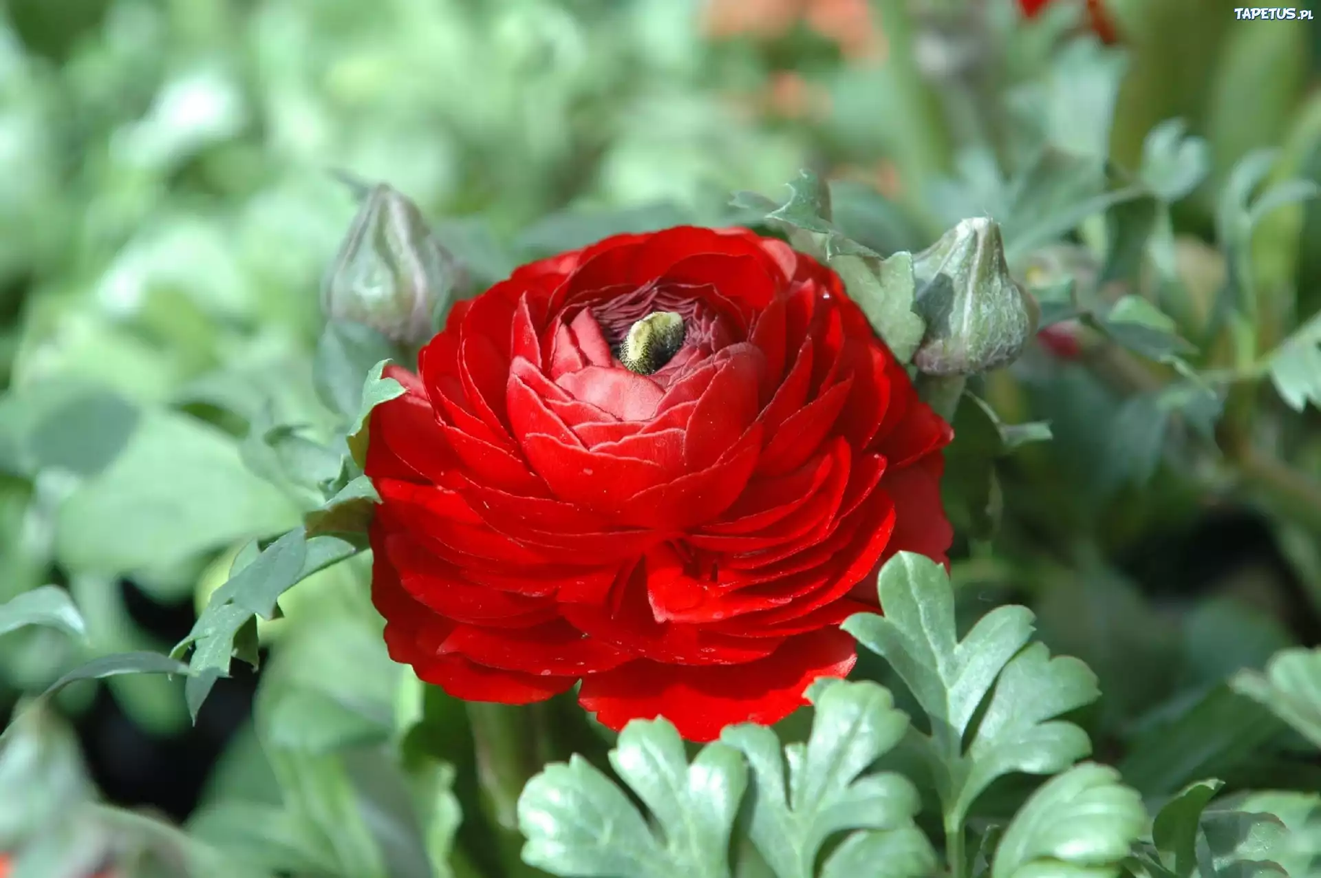 Ranunkulus Azjatycki, Czerwony, Jaskier