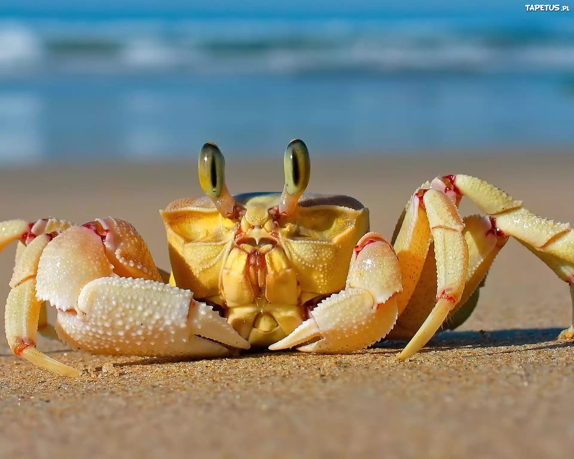 Plaża, Piasek, Krab, Szczypce