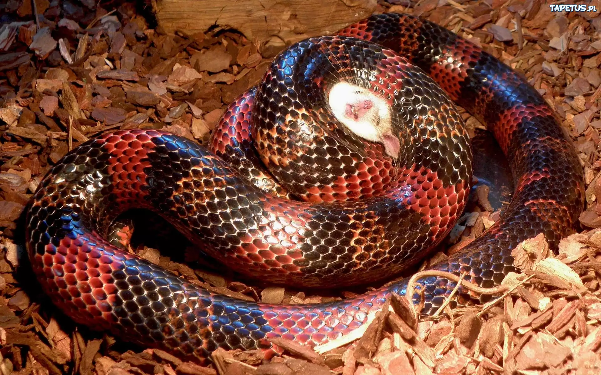 Wąż, Dusiciel