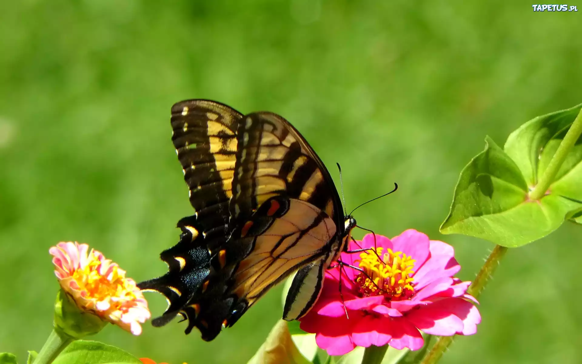 Motyl, Kwiat