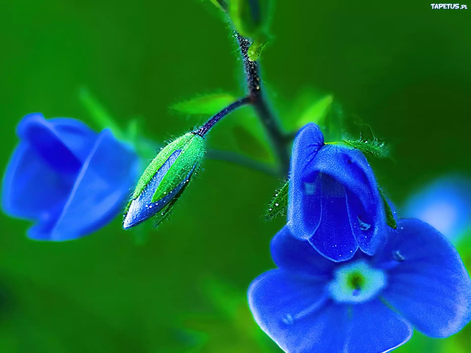 Наклоняешься к голубому цветку и с удивлением. Синие цветы. Ароматная синие цветы. Синие четырехлистные цветы. Маленький синий цветок ранней.