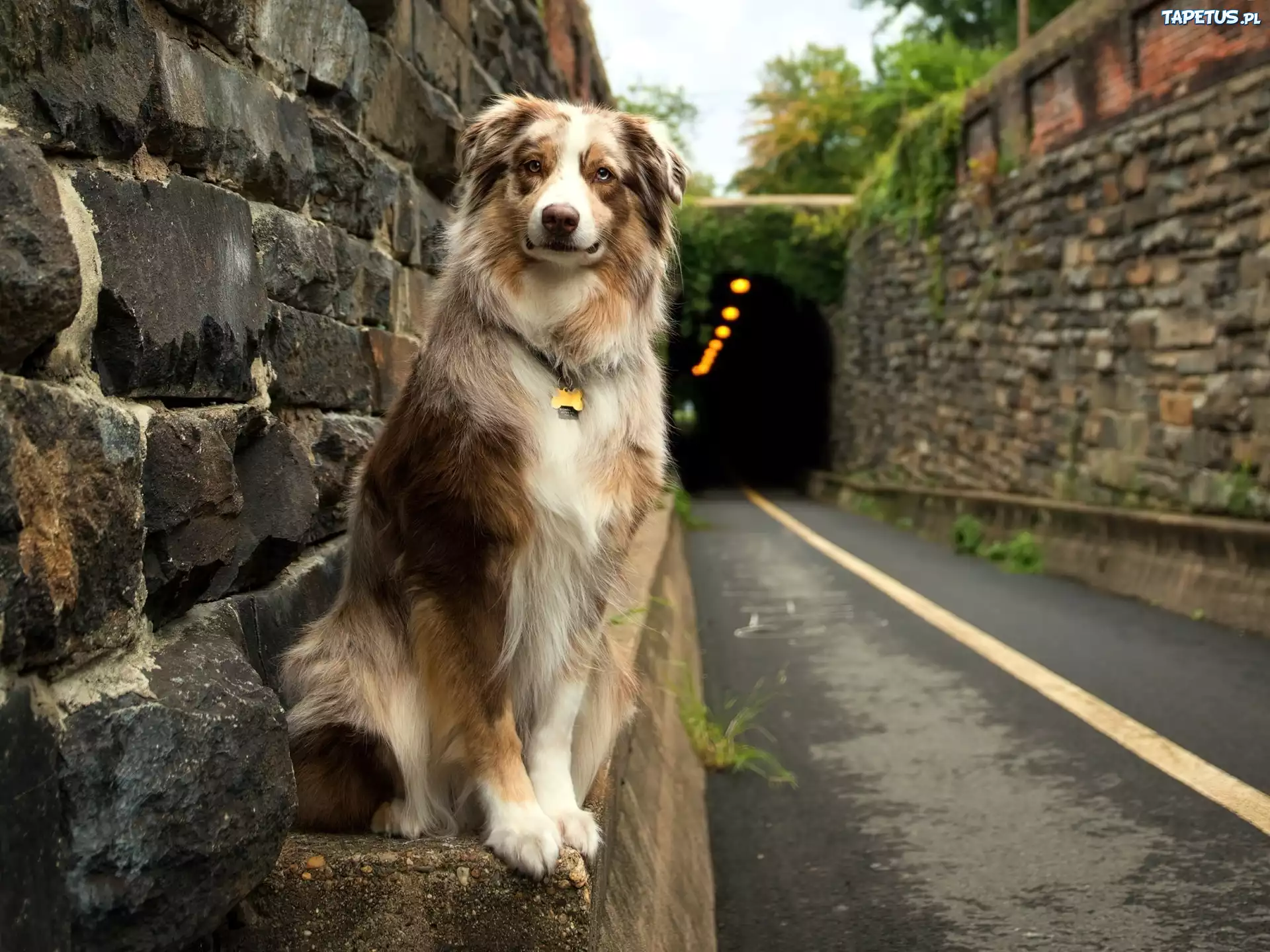 Pies, Droga, Tunel