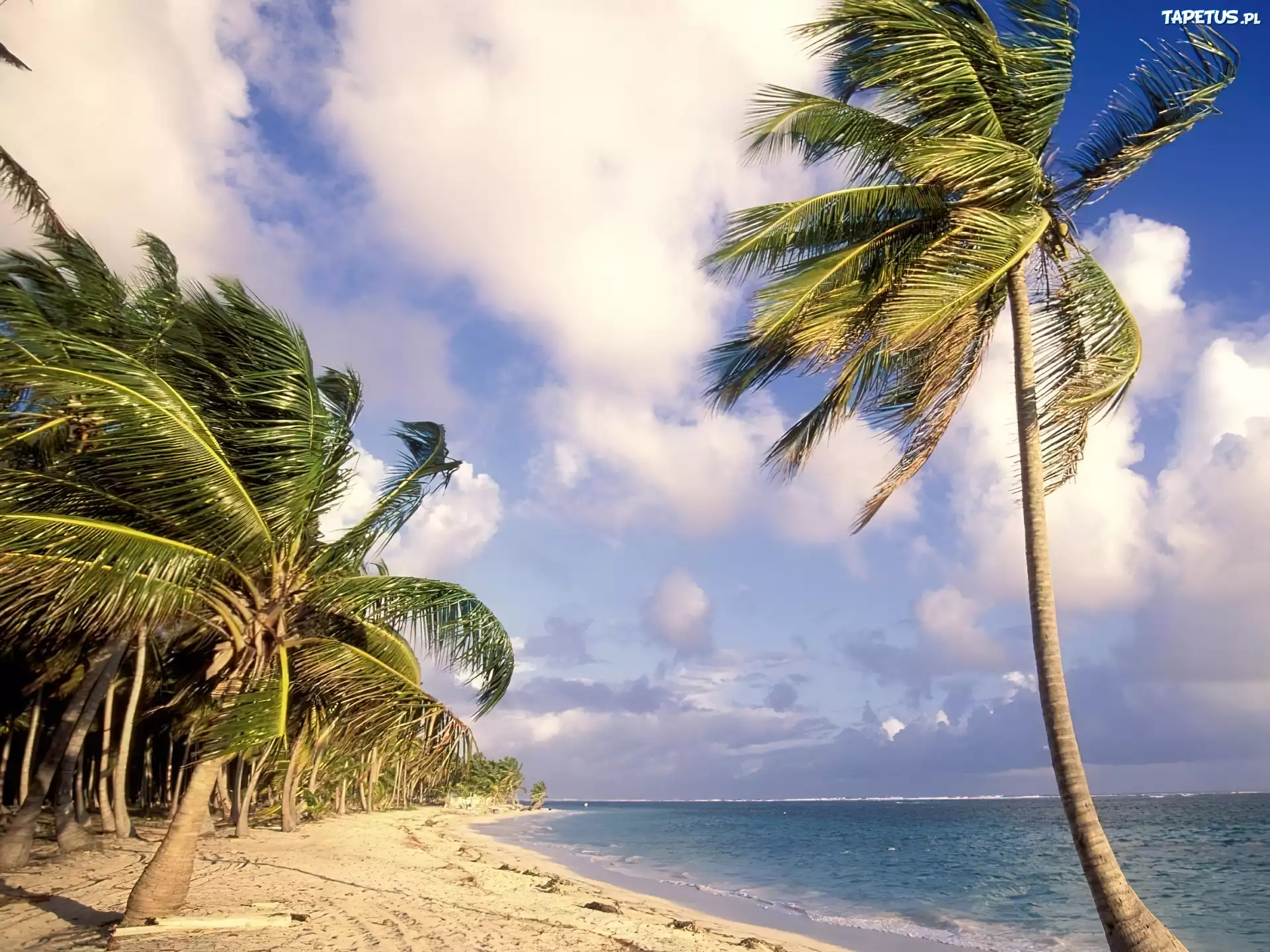 Dominikana, Punta Cana, Ocean, Piasek, Palmy