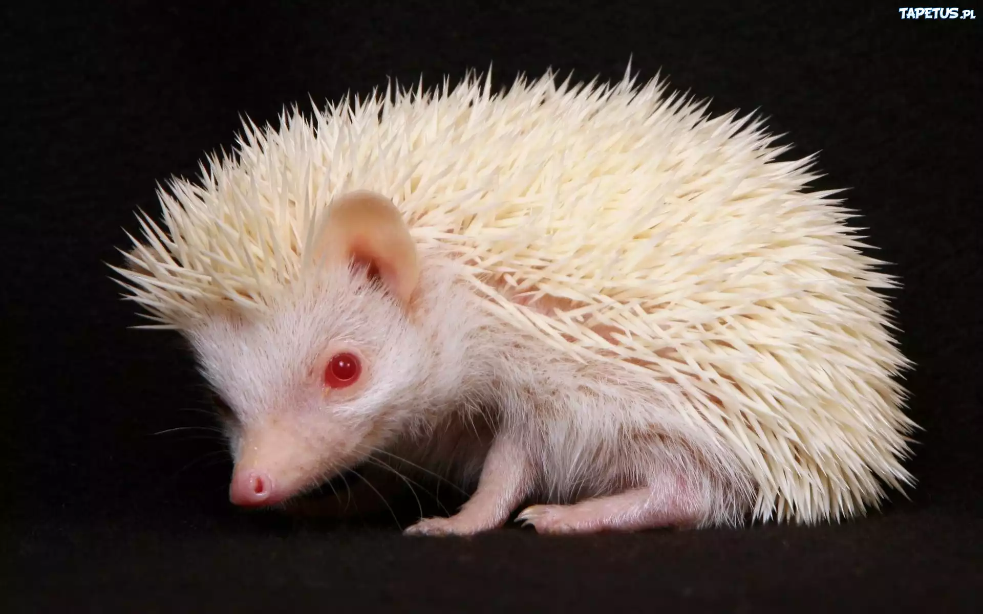Jeżyk, Albinos