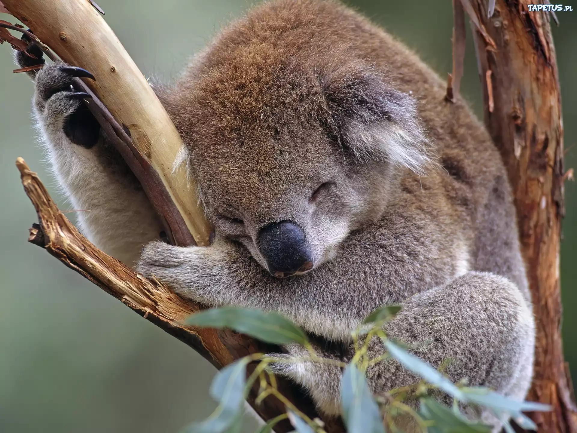 Śpiący, Koala, Drzewo