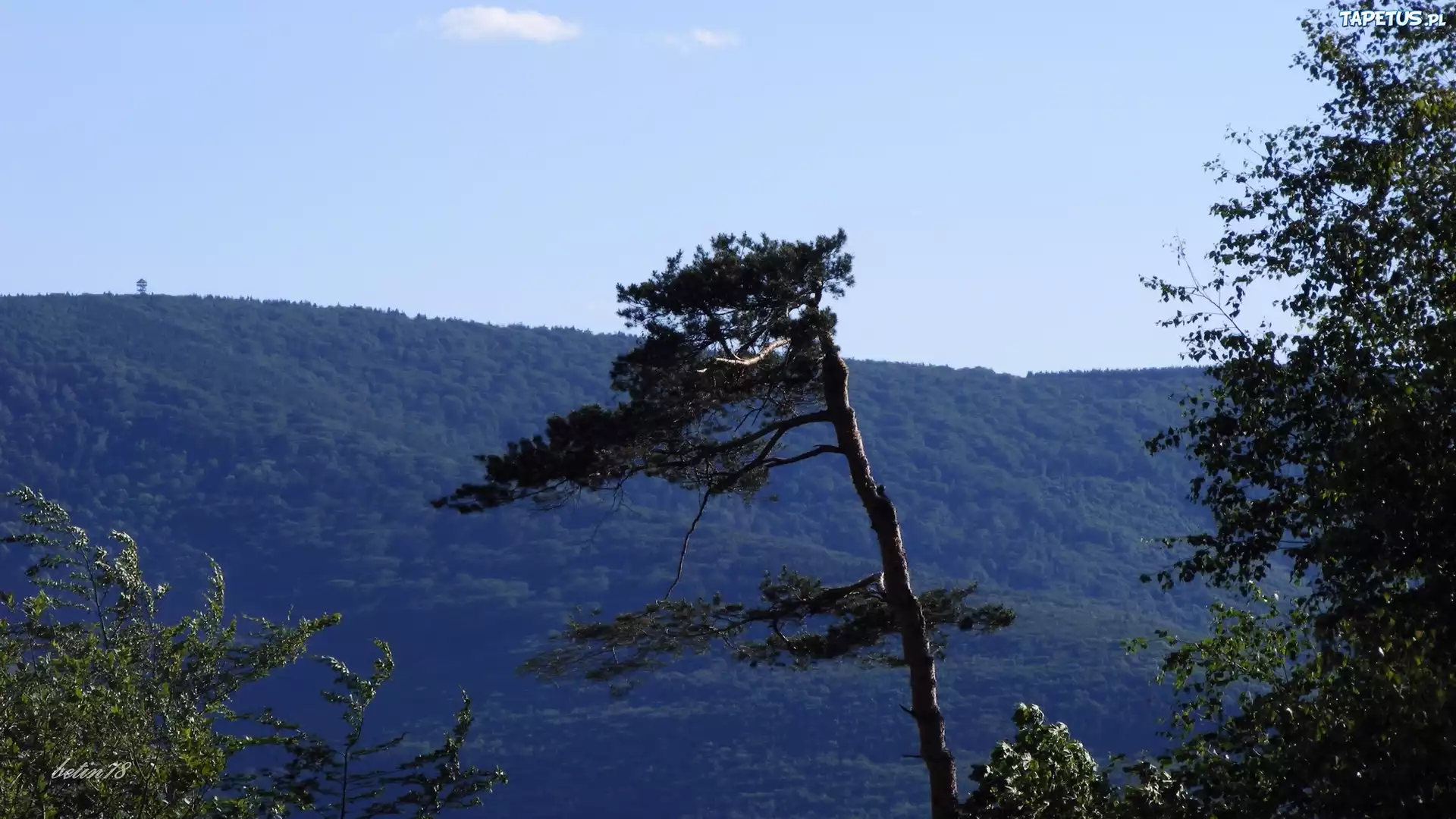 Drzewo, Krajobraz, Góry