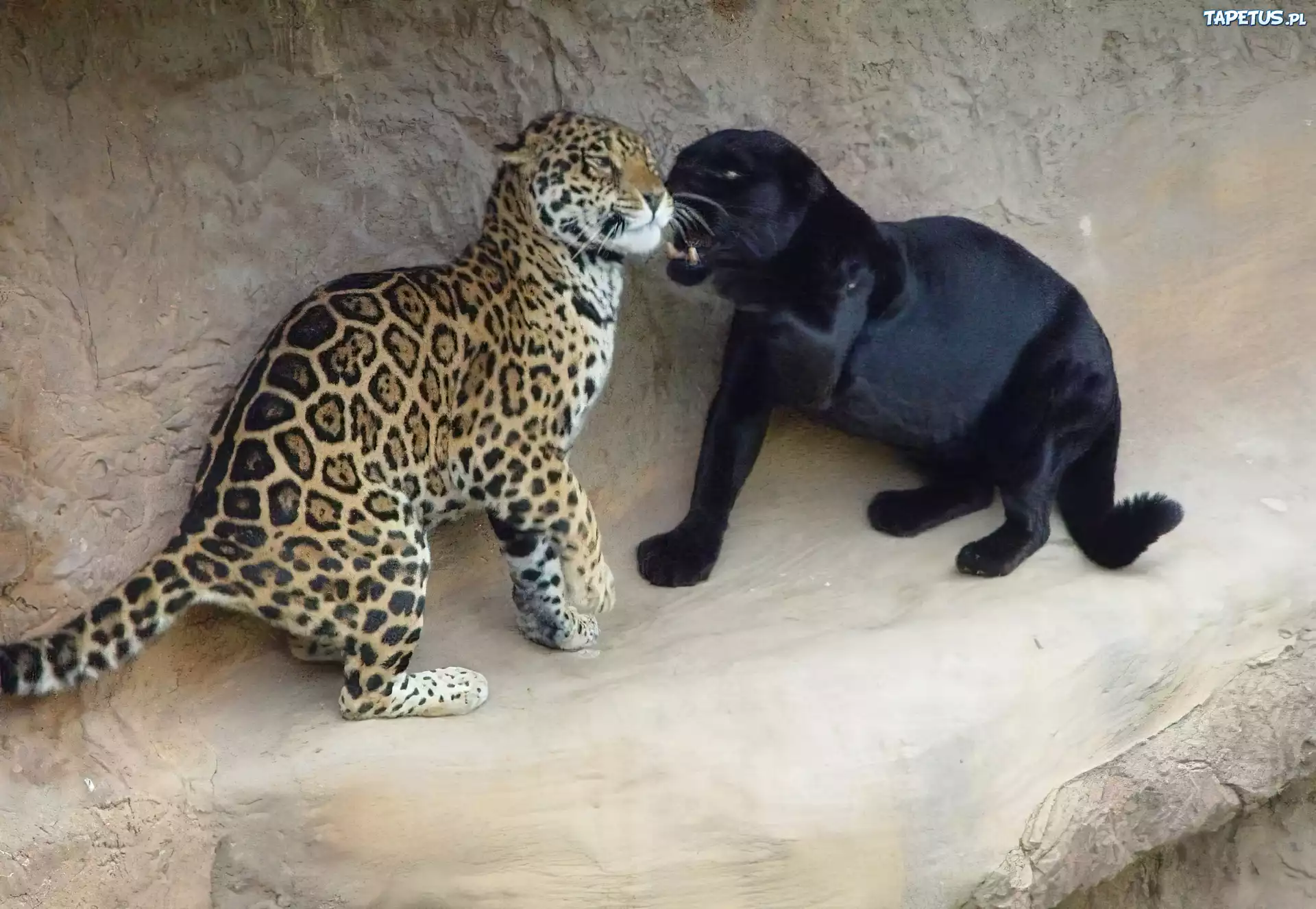 Puma, Pantera