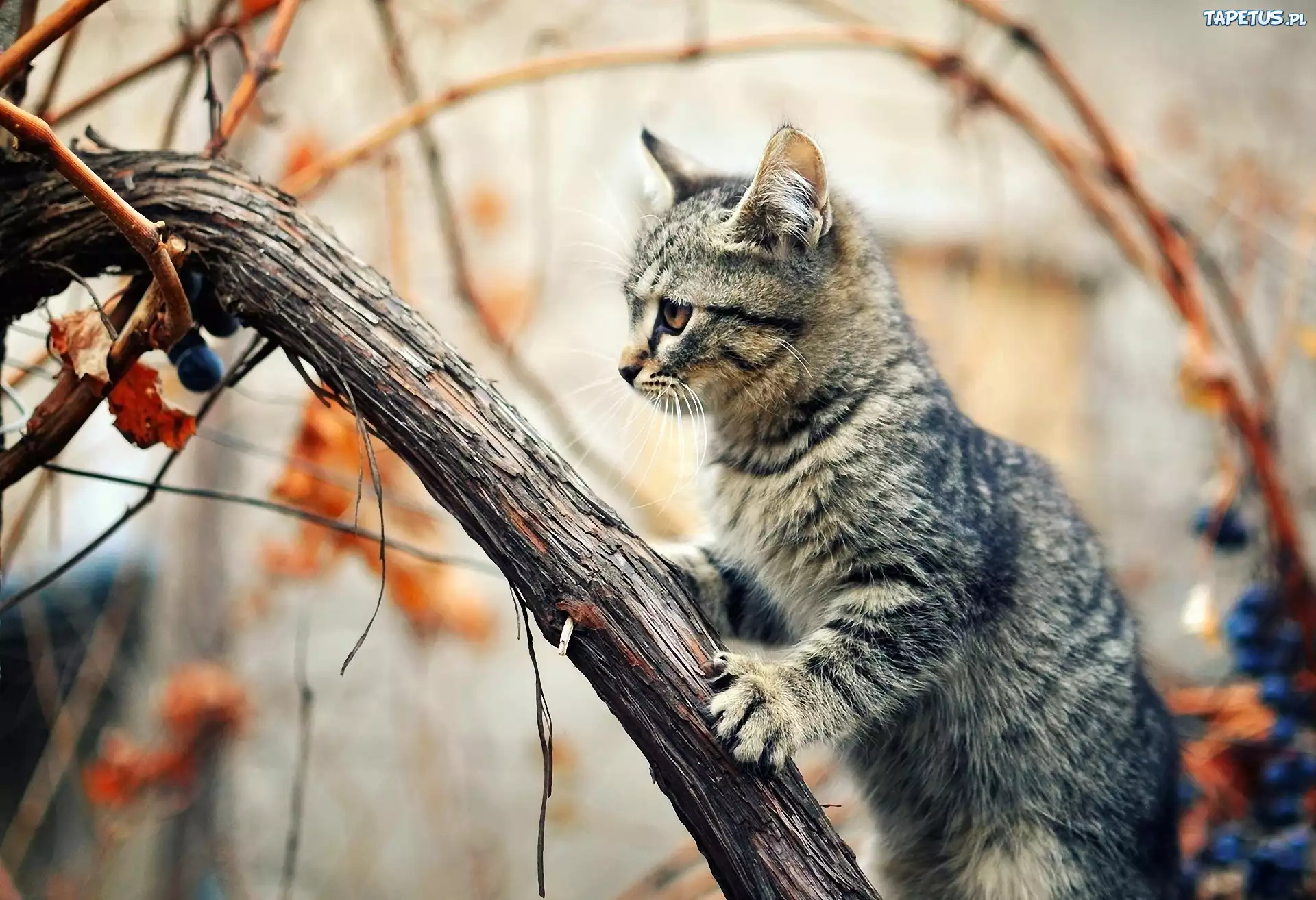 Кот на ветке загрузить