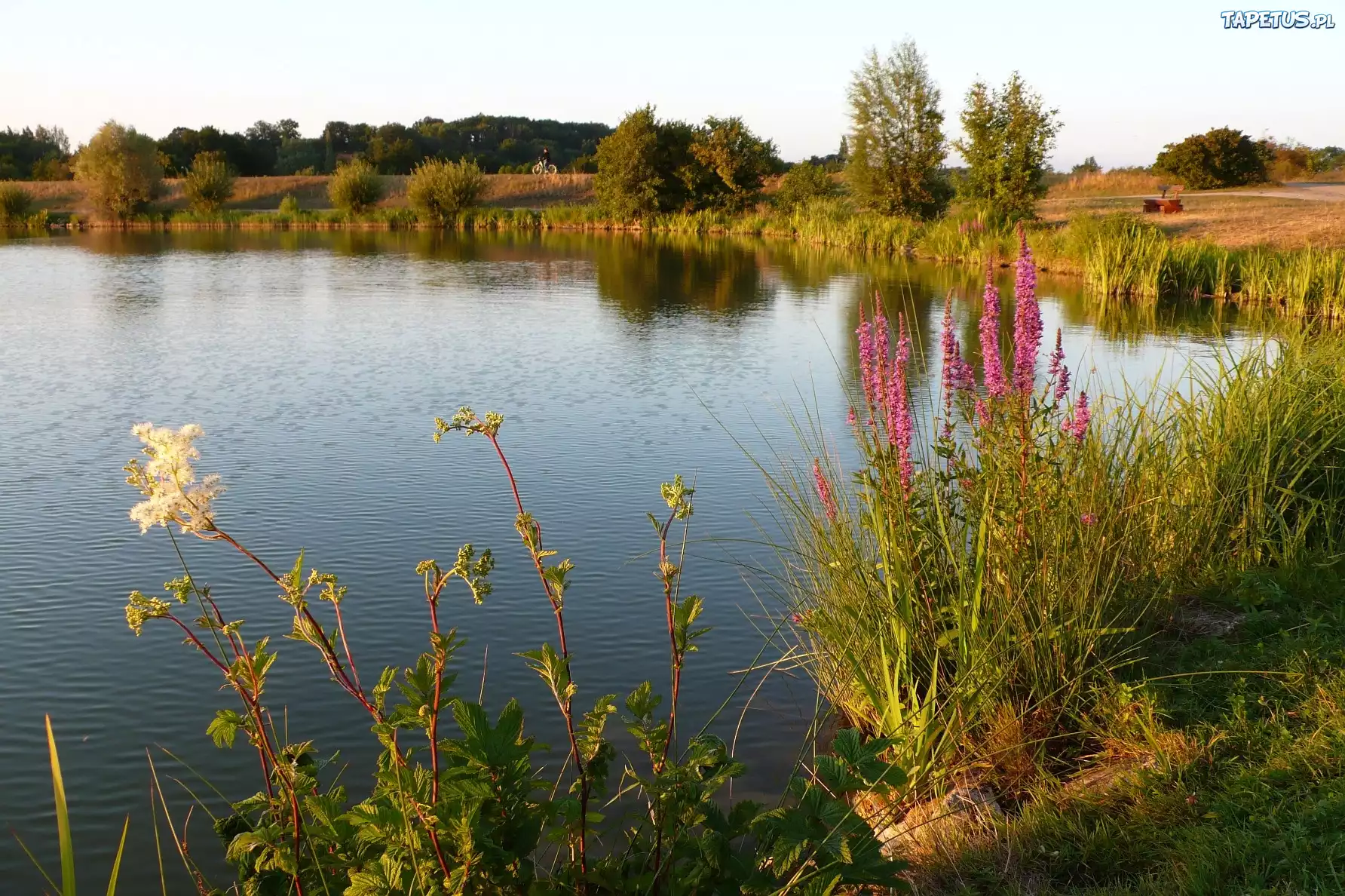 Jezioro, Zarośla, Trawy