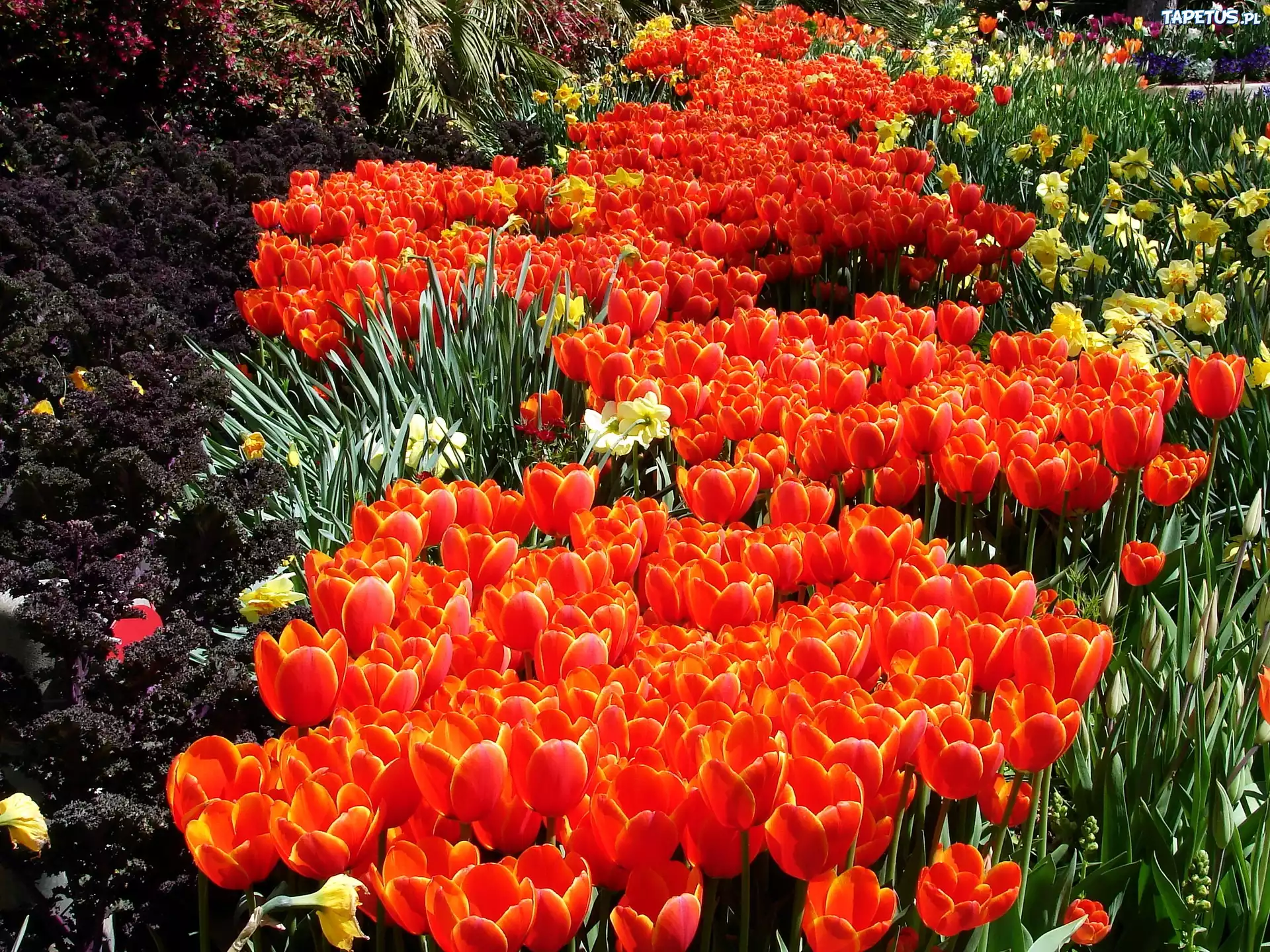 Pomarańczowe, Tulipany, Dywan, Kwiatowy