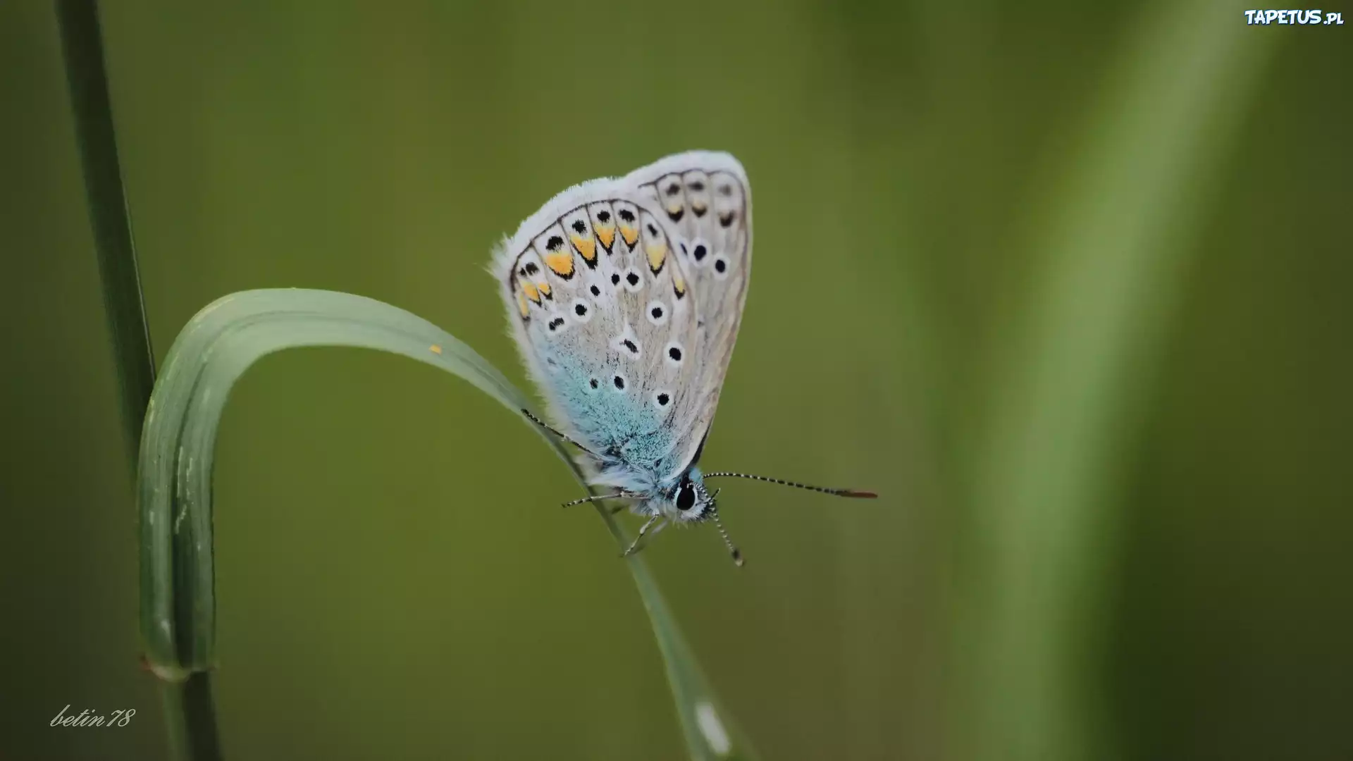 Motyl, Trawa, Łąka
