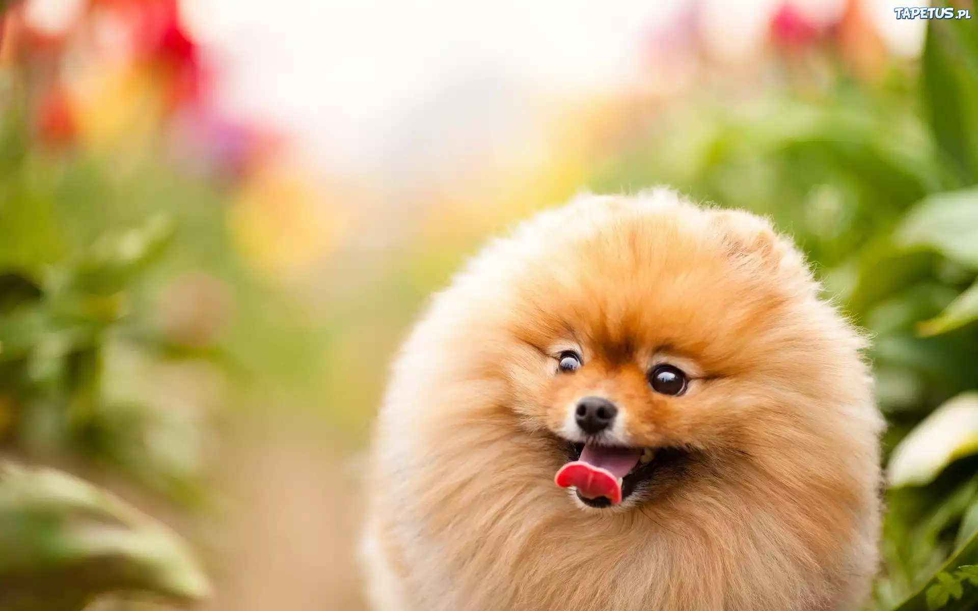 Pies, Język, Pomeranian