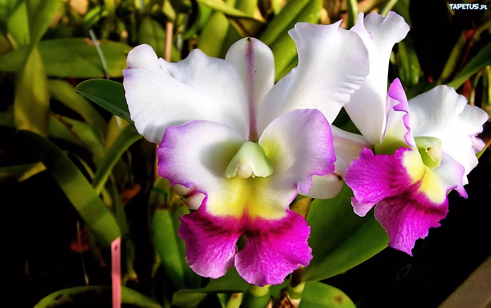 Biało, Różowa, Orchidea