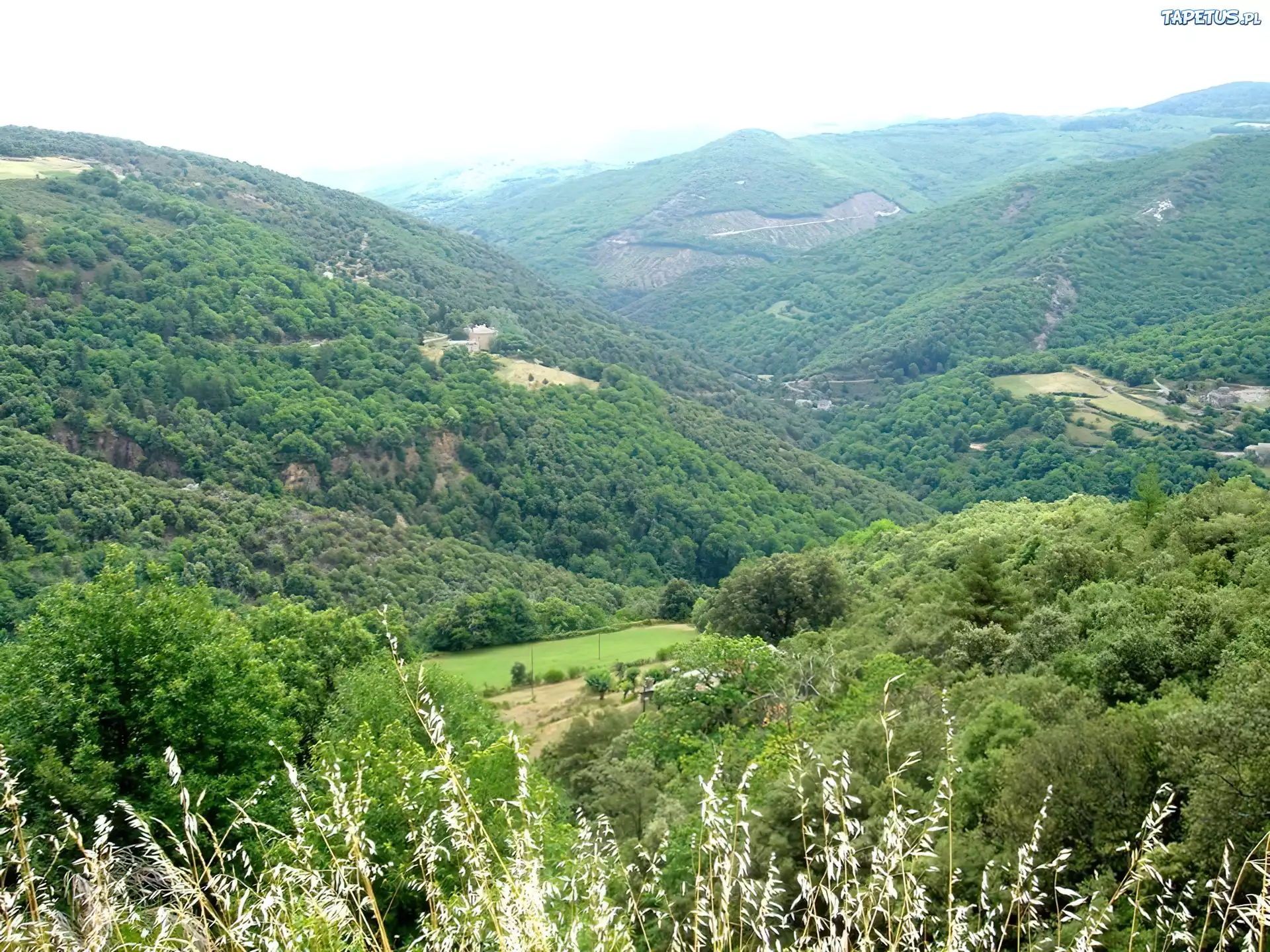 Francja, Pasmo, Górskie, Drzewa, Zieleń