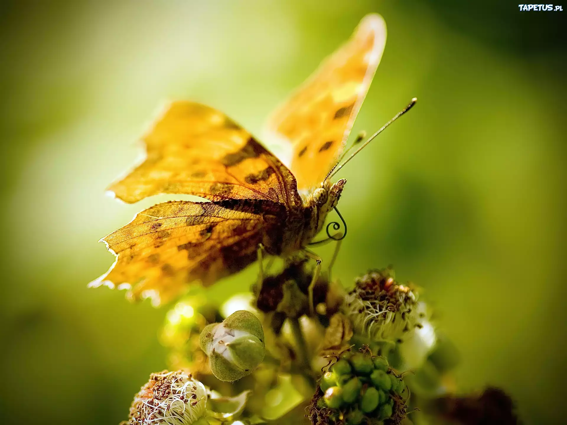 Żółty, Motyl, Skrzydełka, Kwiat
