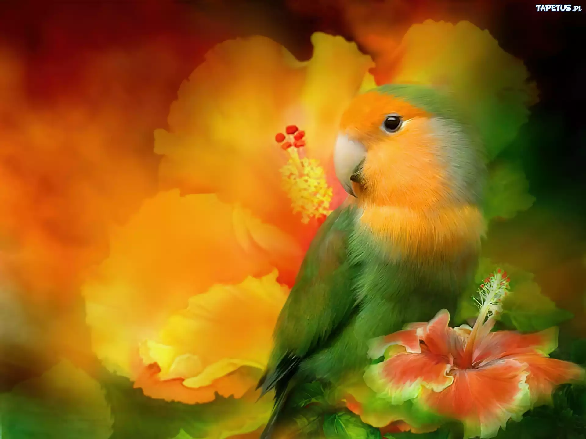 Papuga, Kwiaty, Hibiskus