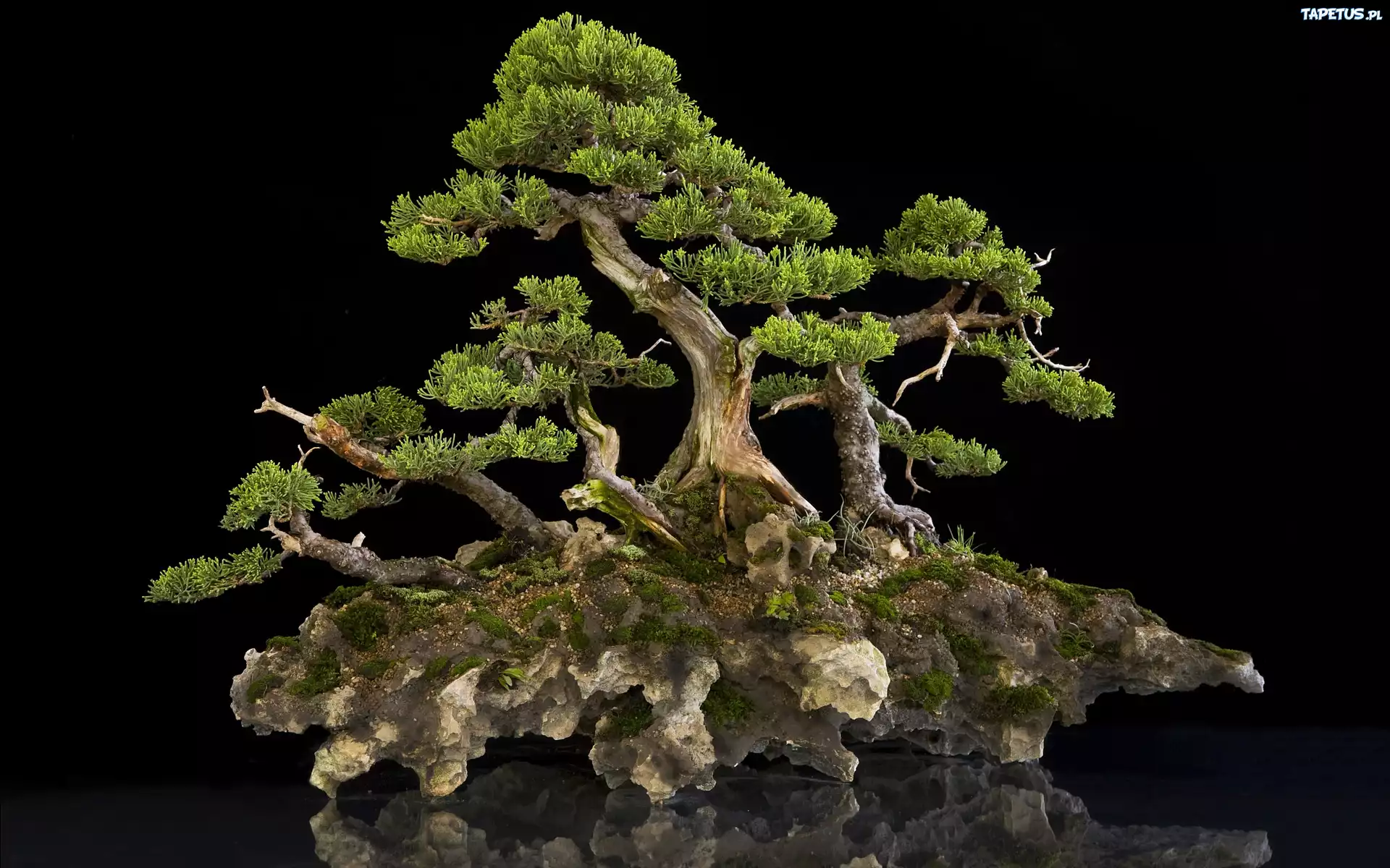 Drzewo, Na, Skale, Bonsai, Miniaturka