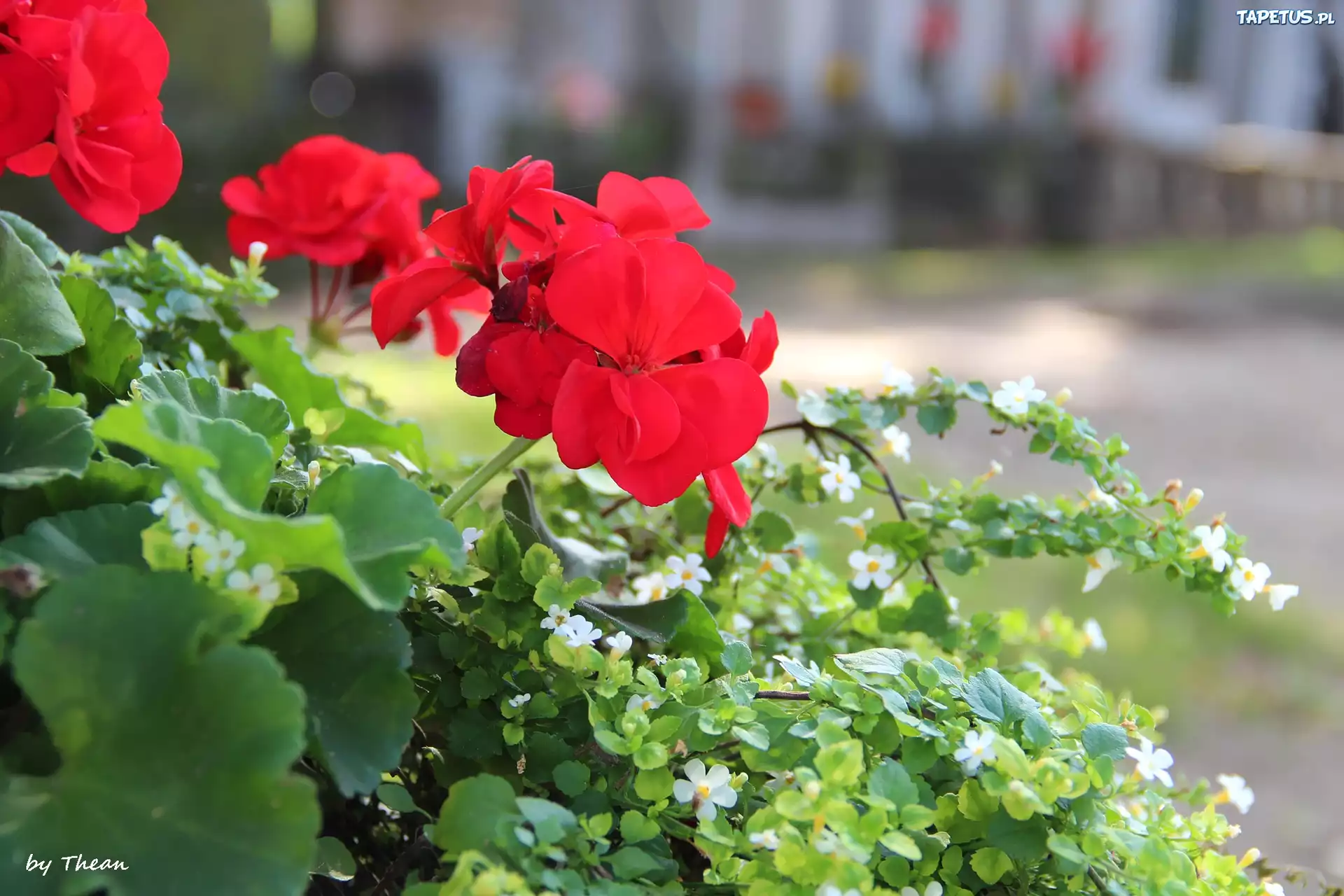 Czerwone, Pelargonie, Białe, Kwiatuszki