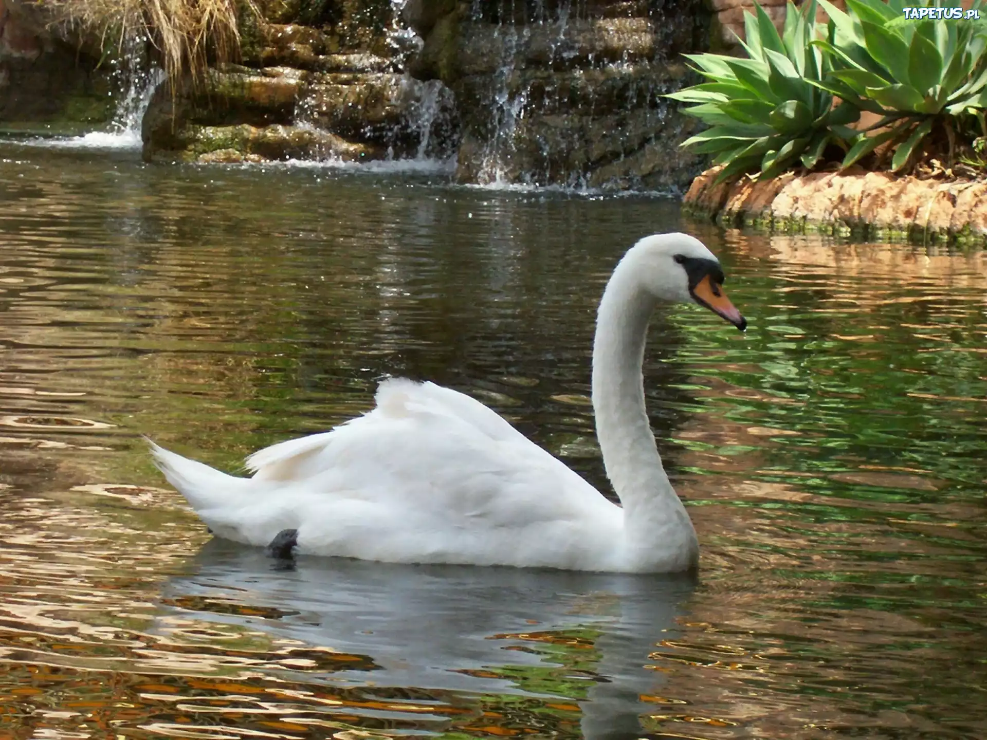 Белые лебеди на озере