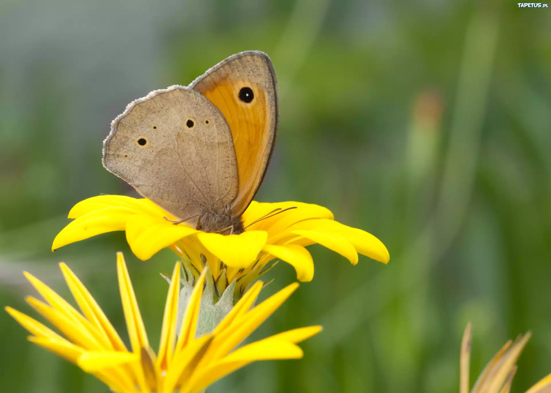 Motyl, Czerwończyk, Nieparek, Żółty, Kwiat