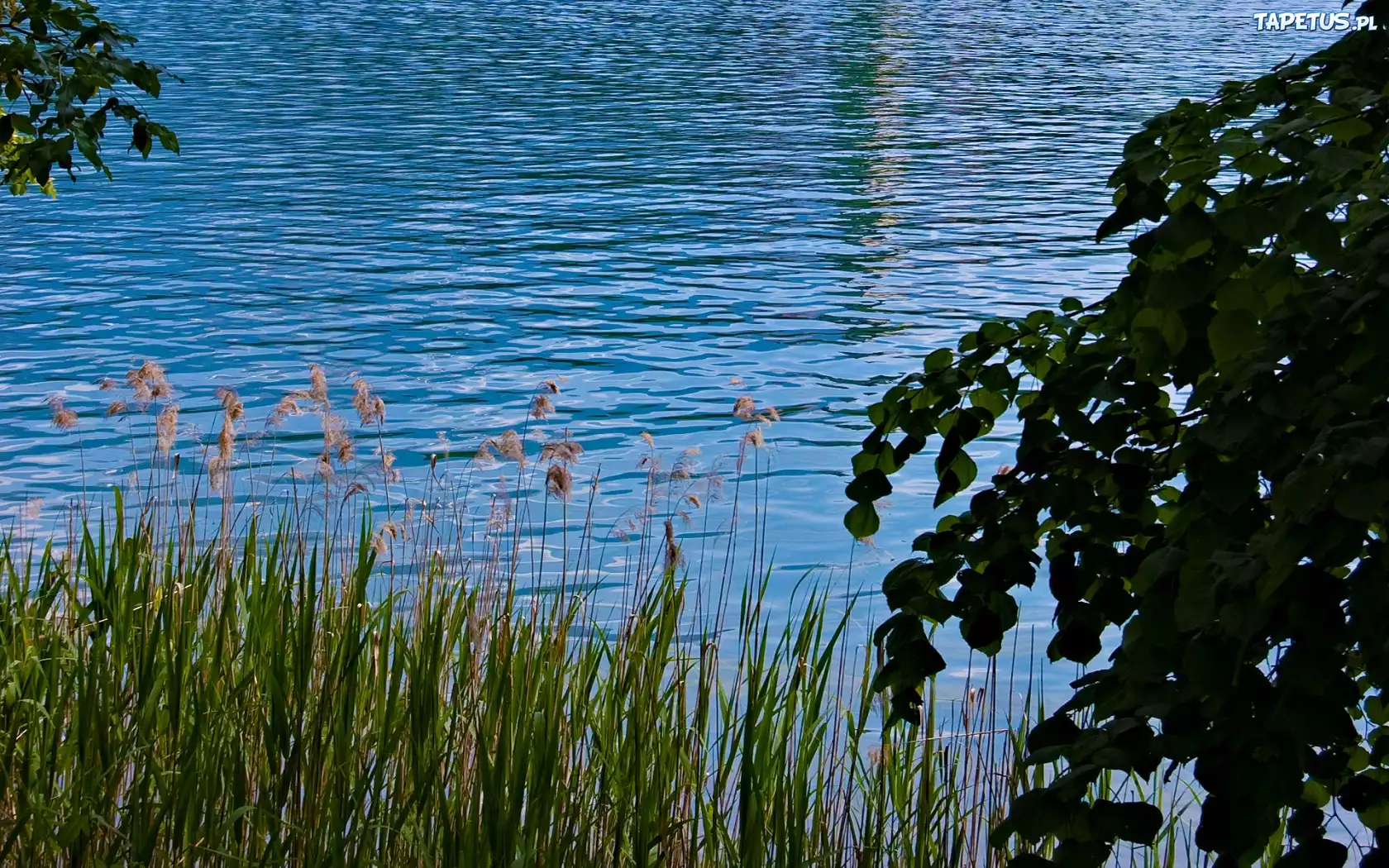 Jezioro, Trawy, Szuwary