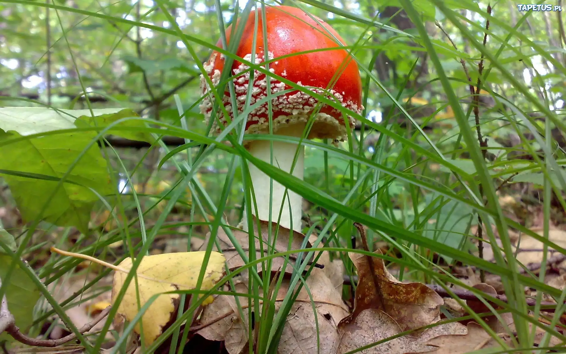 Grzyb, Muchomor, Trawa, Liście