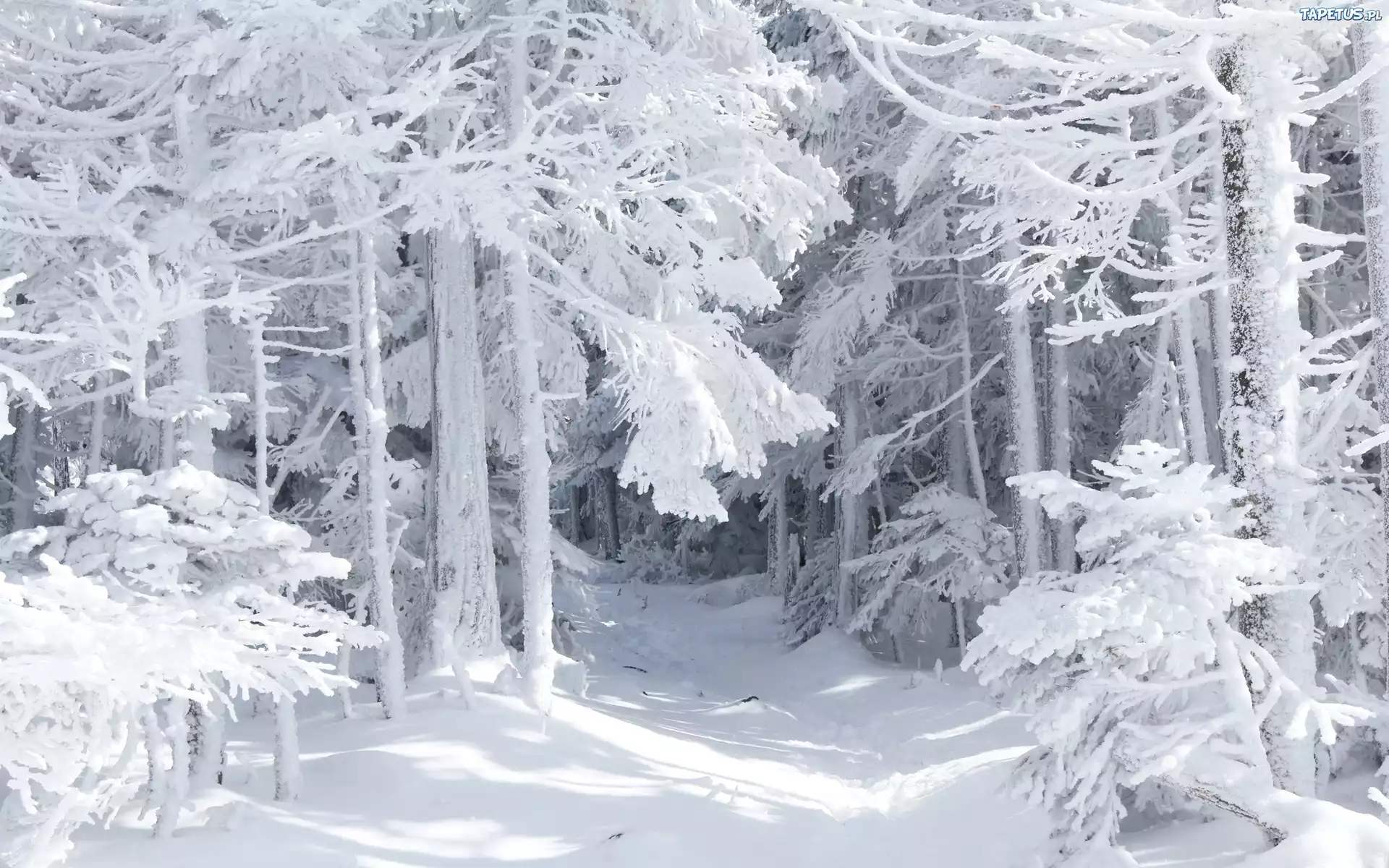 Las, Śnieg, Oszronione, Drzewa