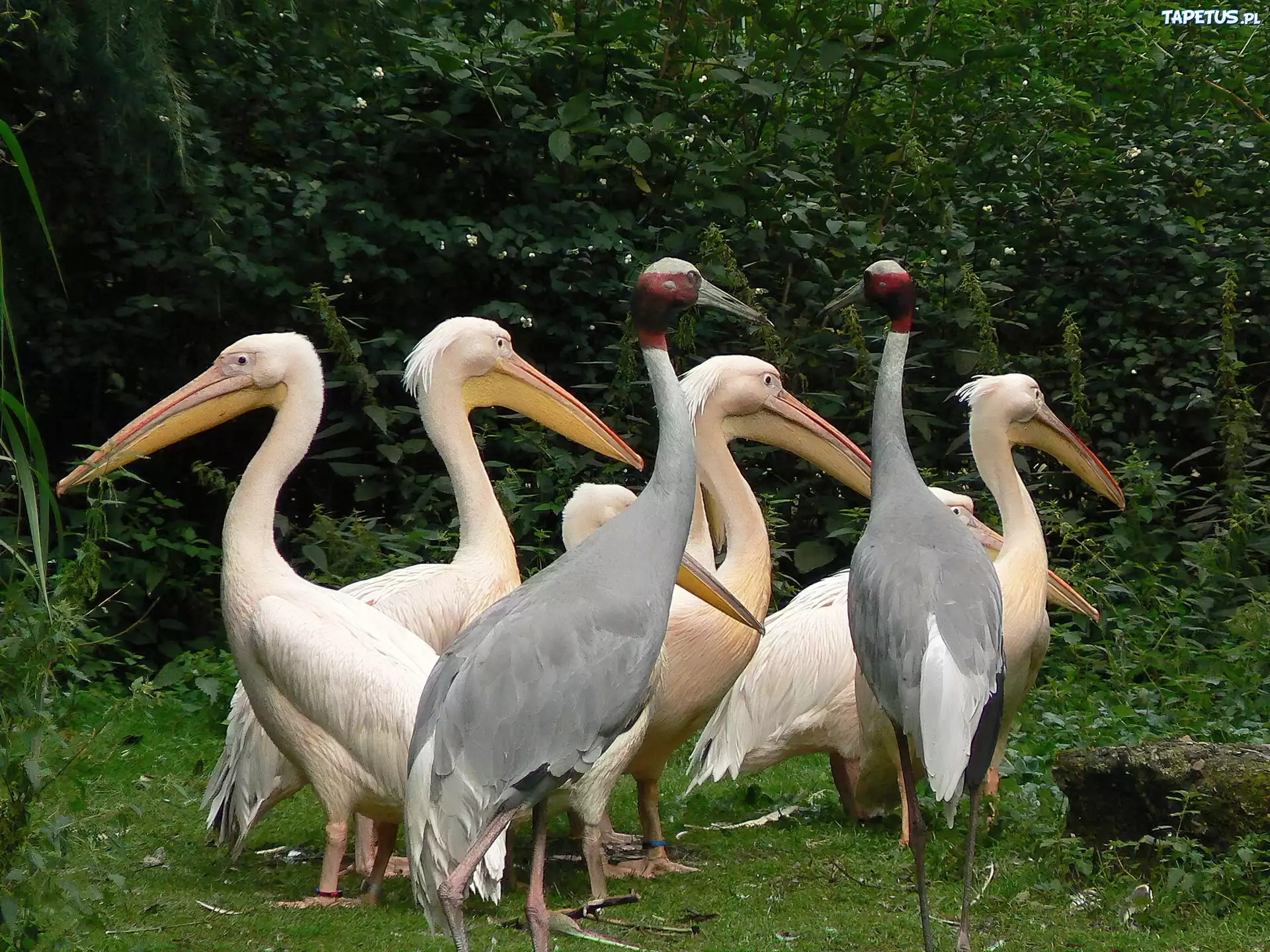 Pelikany, Stado