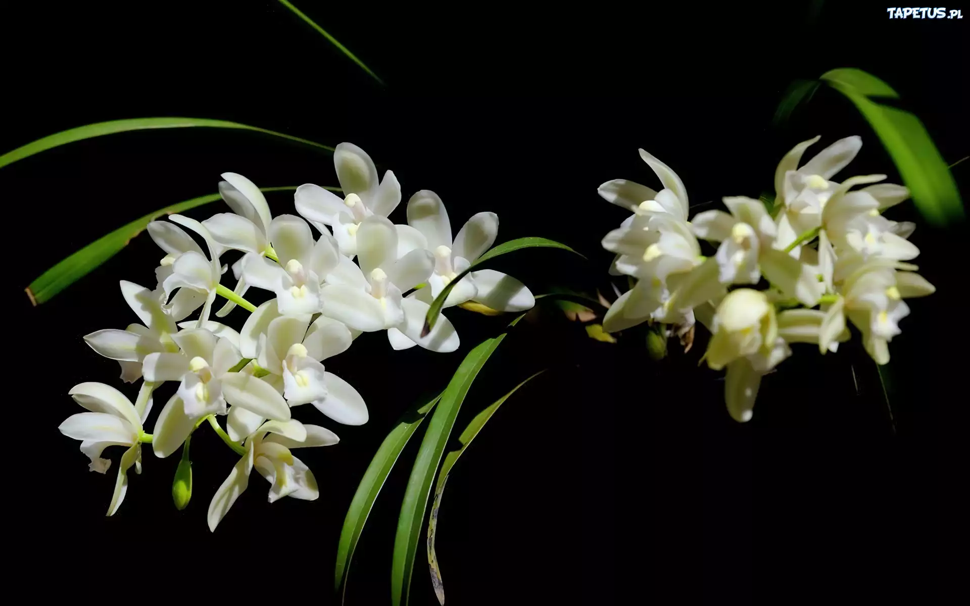 Biała, Orchidea