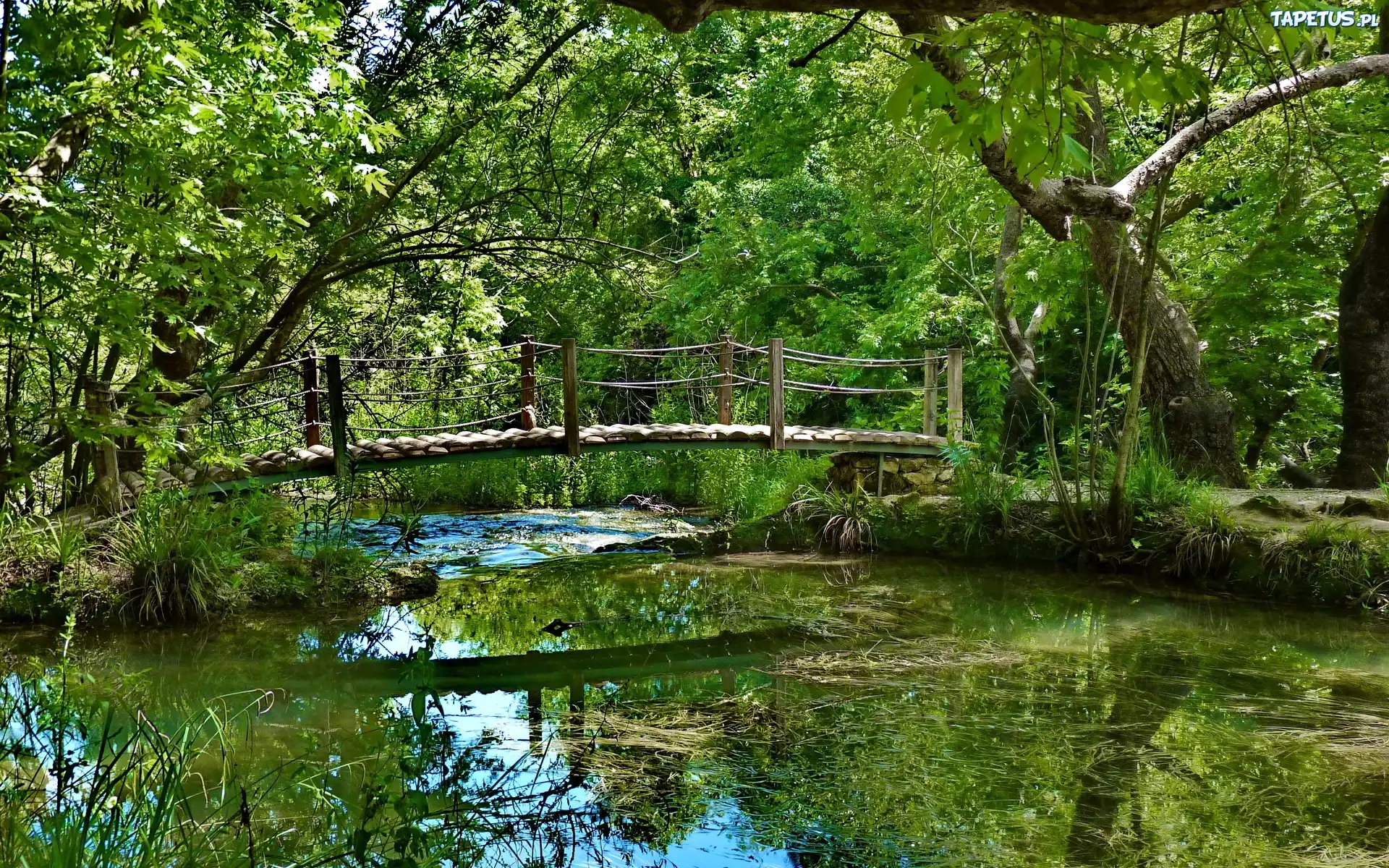 Park, Staw, Mostek, Zieleń