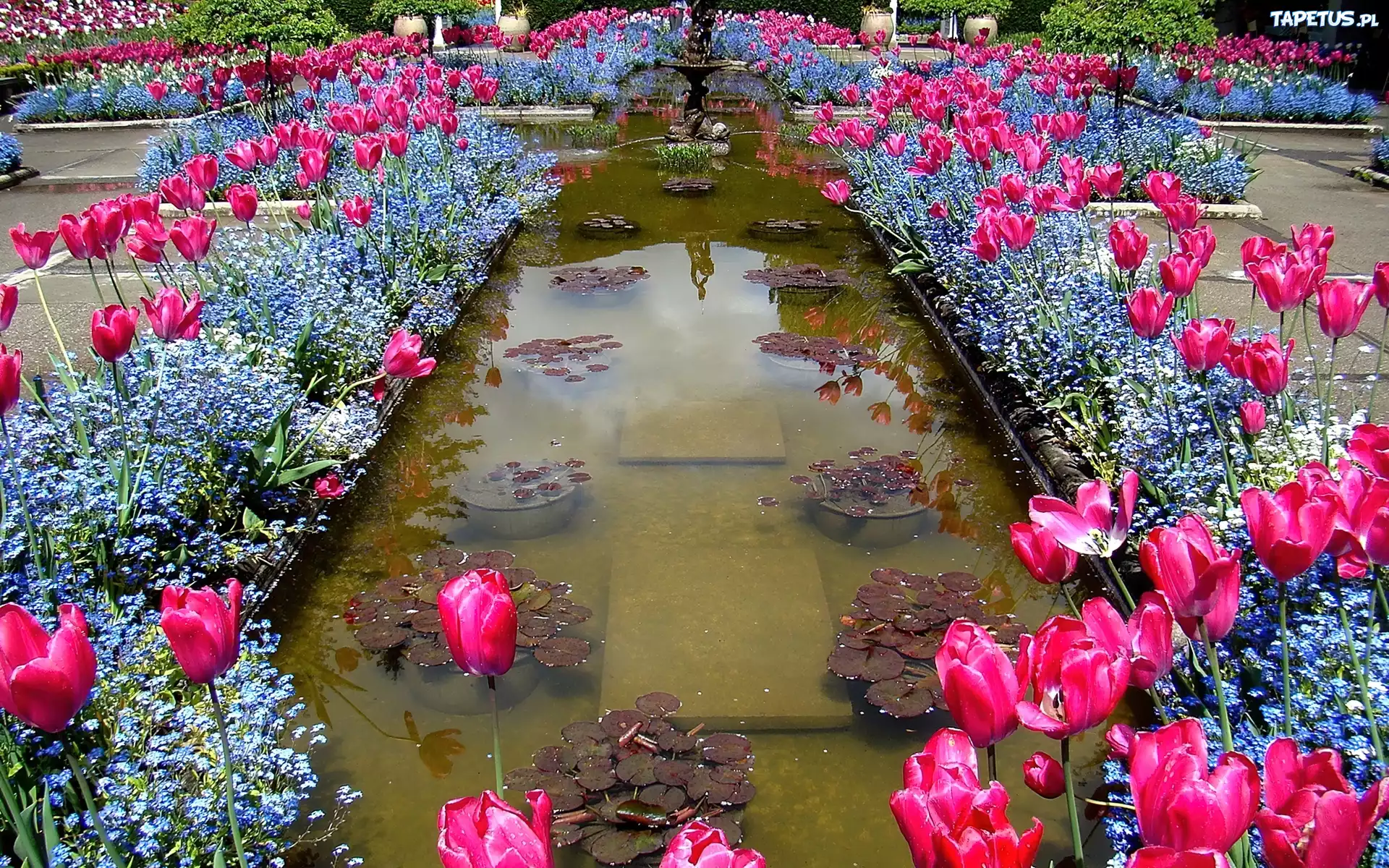 Fontanna, Różowe, Tulipany, Niebieskie, Niezapominajki