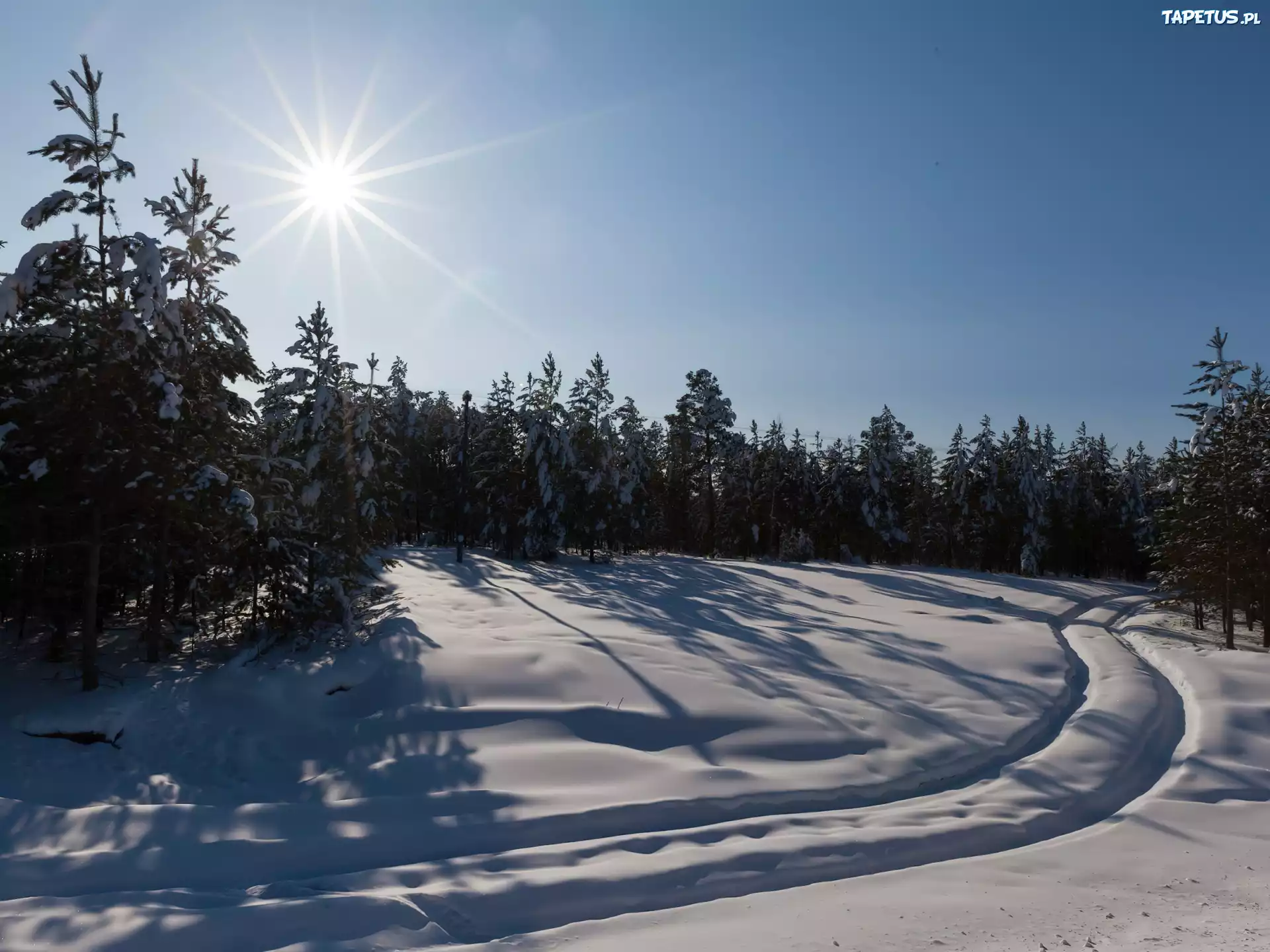 Las, Śnieg, Koleiny, Promienie, Słońca