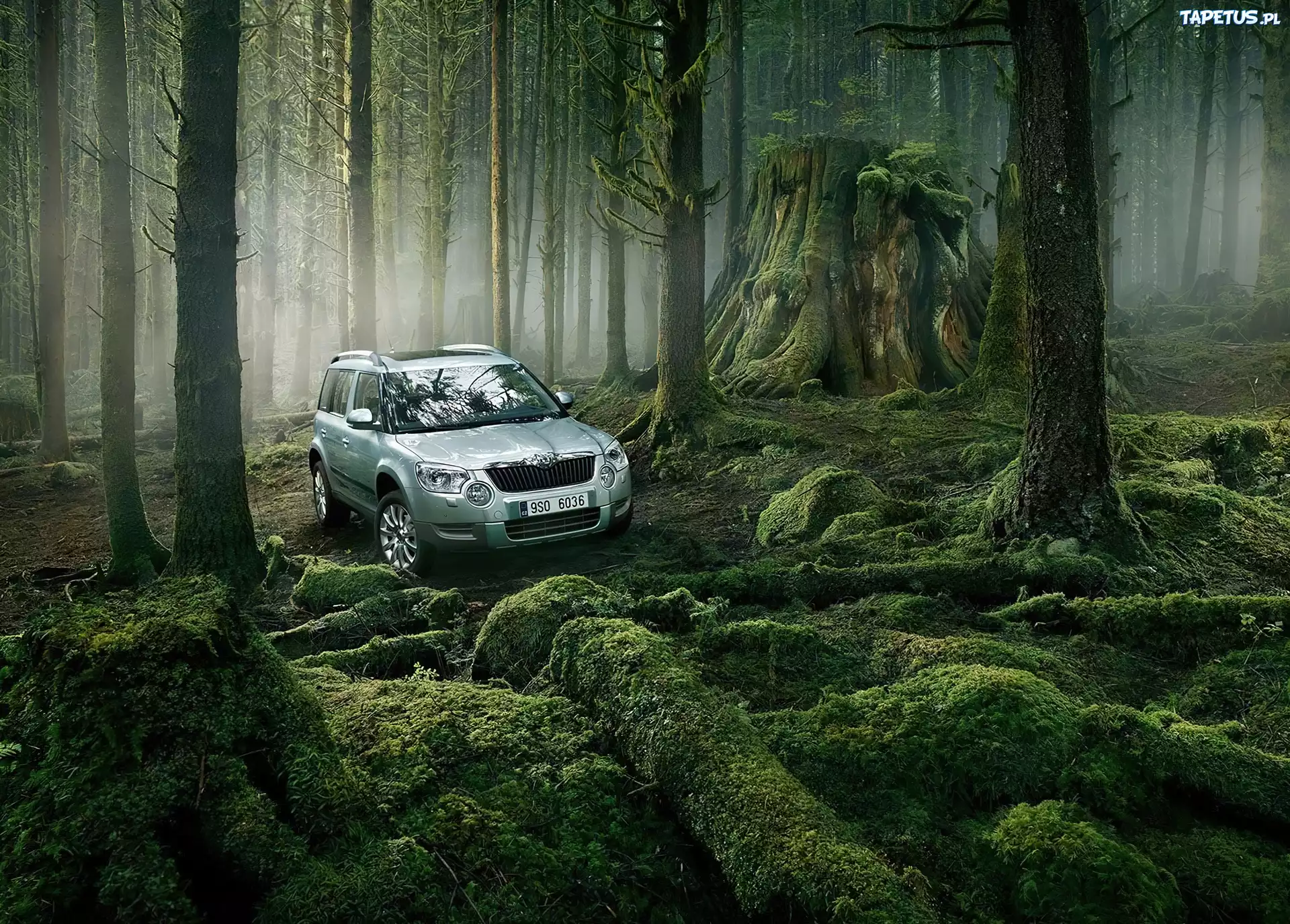 Terenowa, Skoda, Las, Pnie
