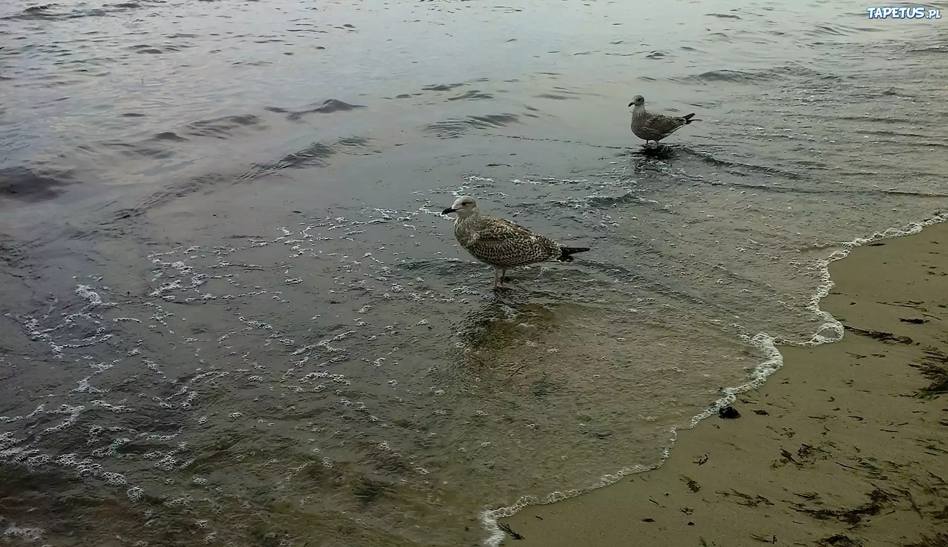 Morze, Plaża, Mewy