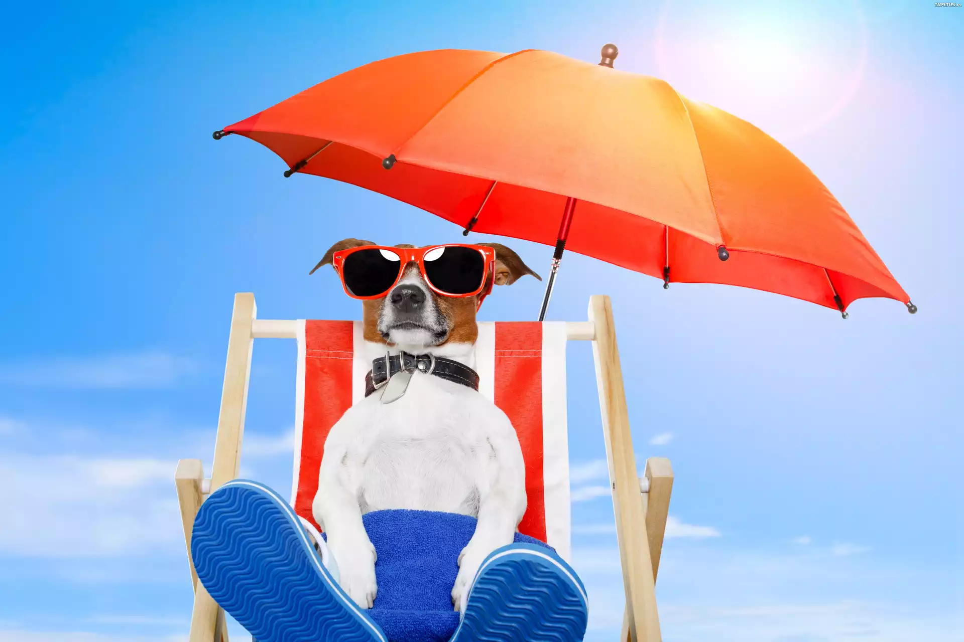 Pies, Plaża, Leżak, Parasol
