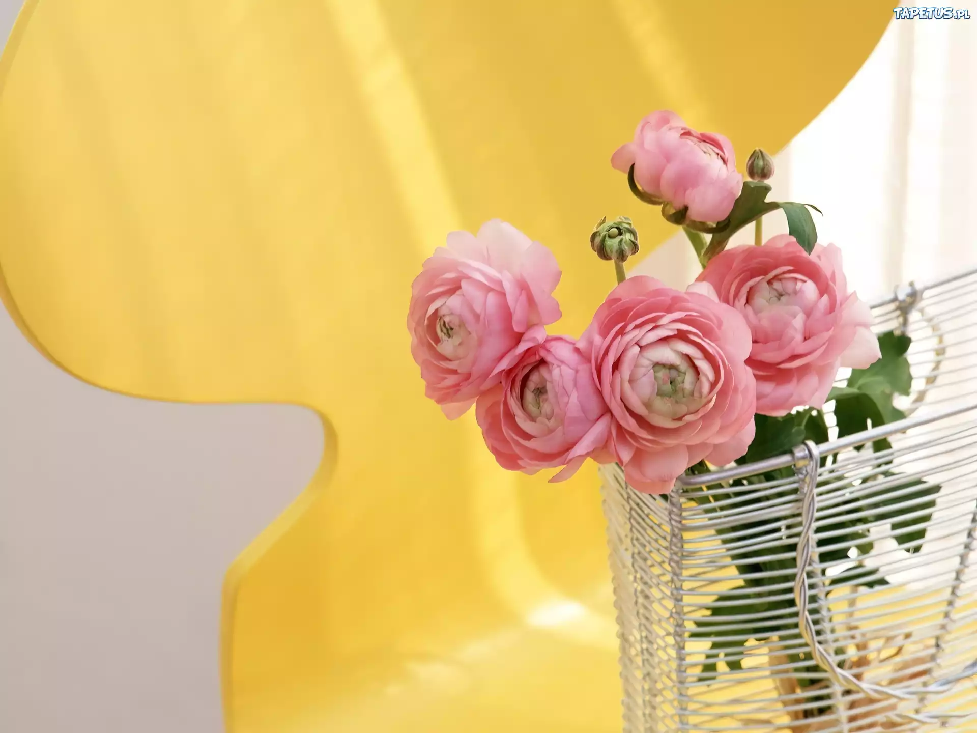 Ranunkulus, Azjatycki Jaskier
