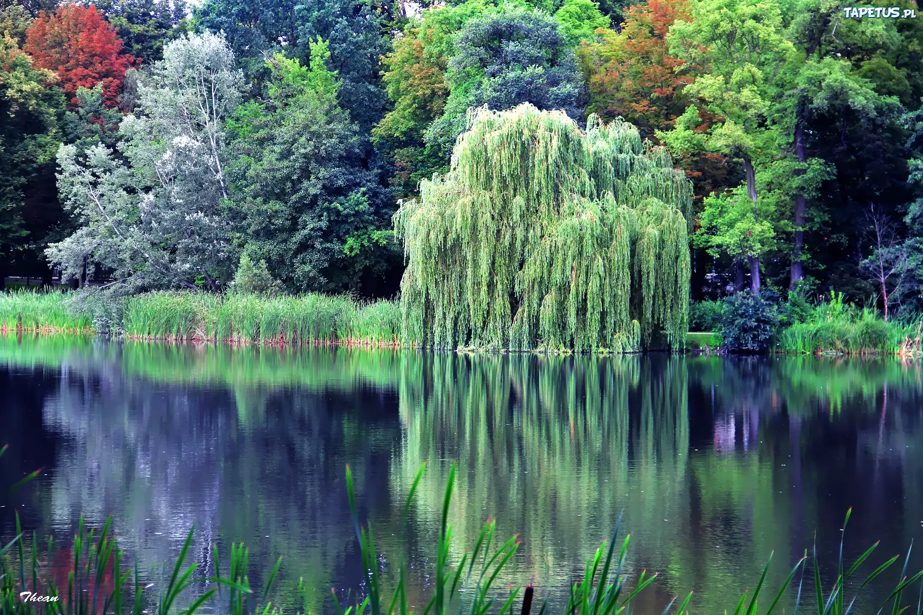 Jezioro, Drzewa, Wierzba, Odbicie