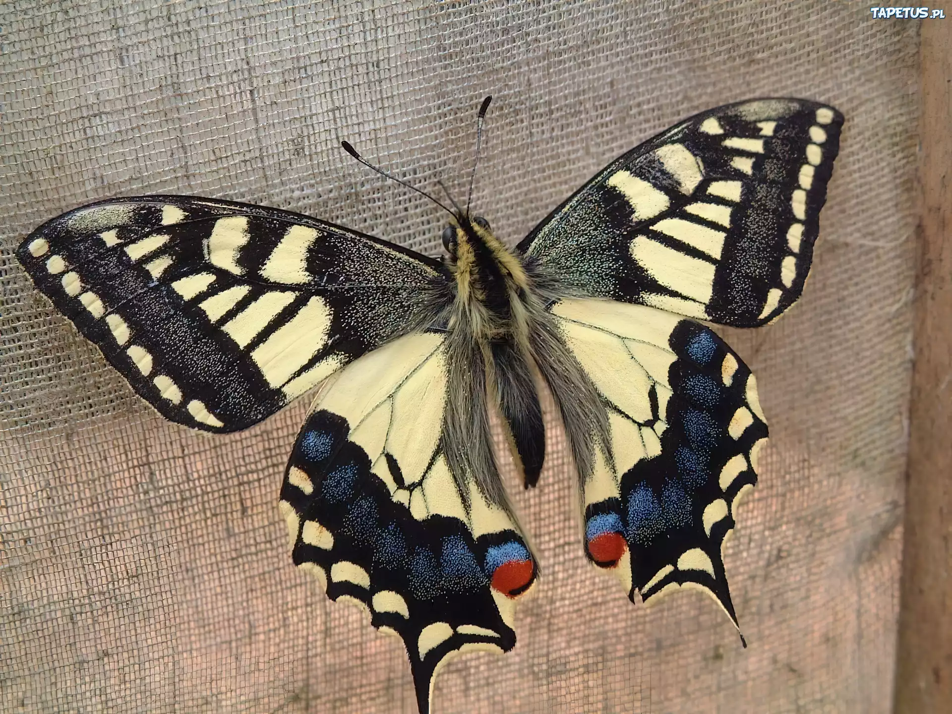 Motyl