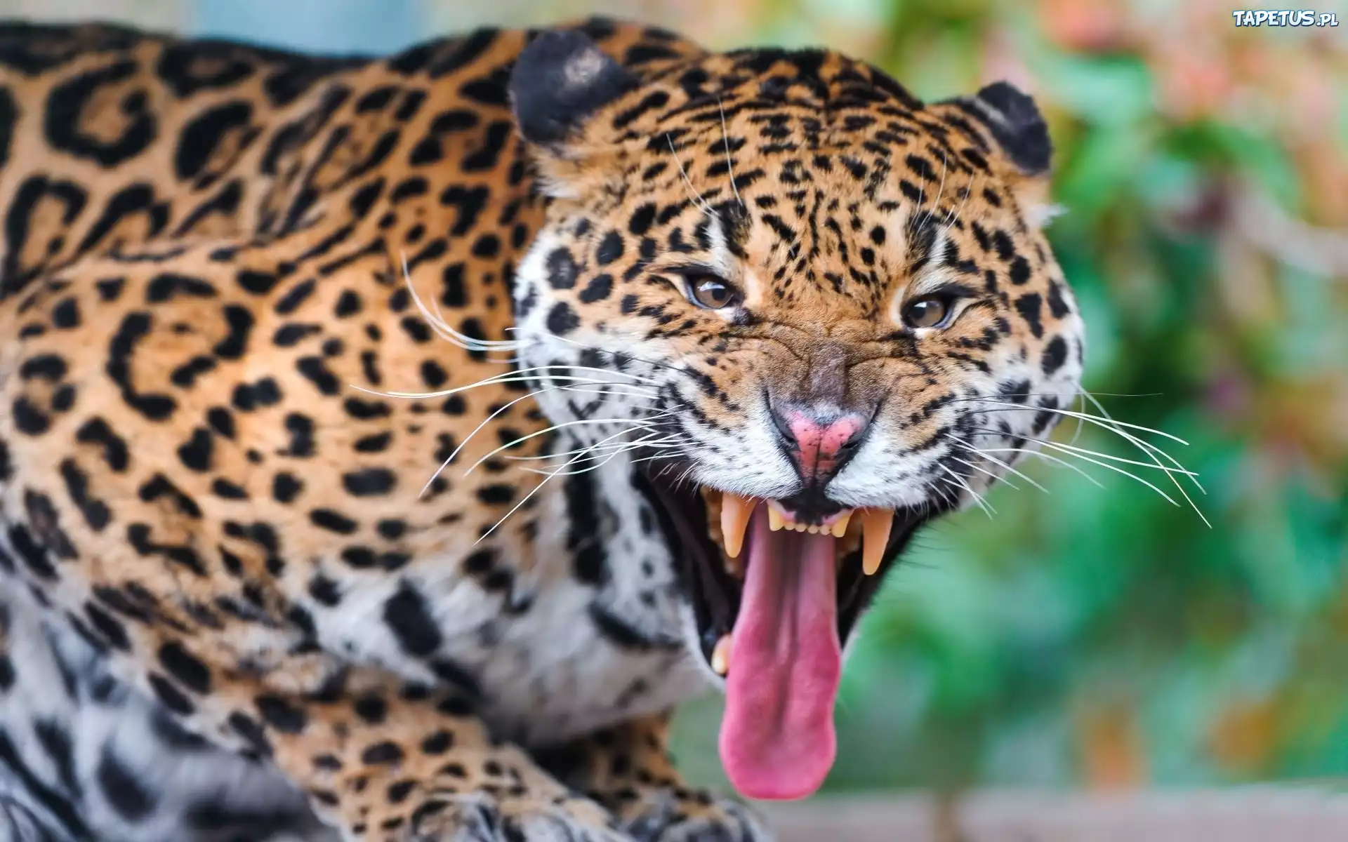 Jaguar, Kły, Język