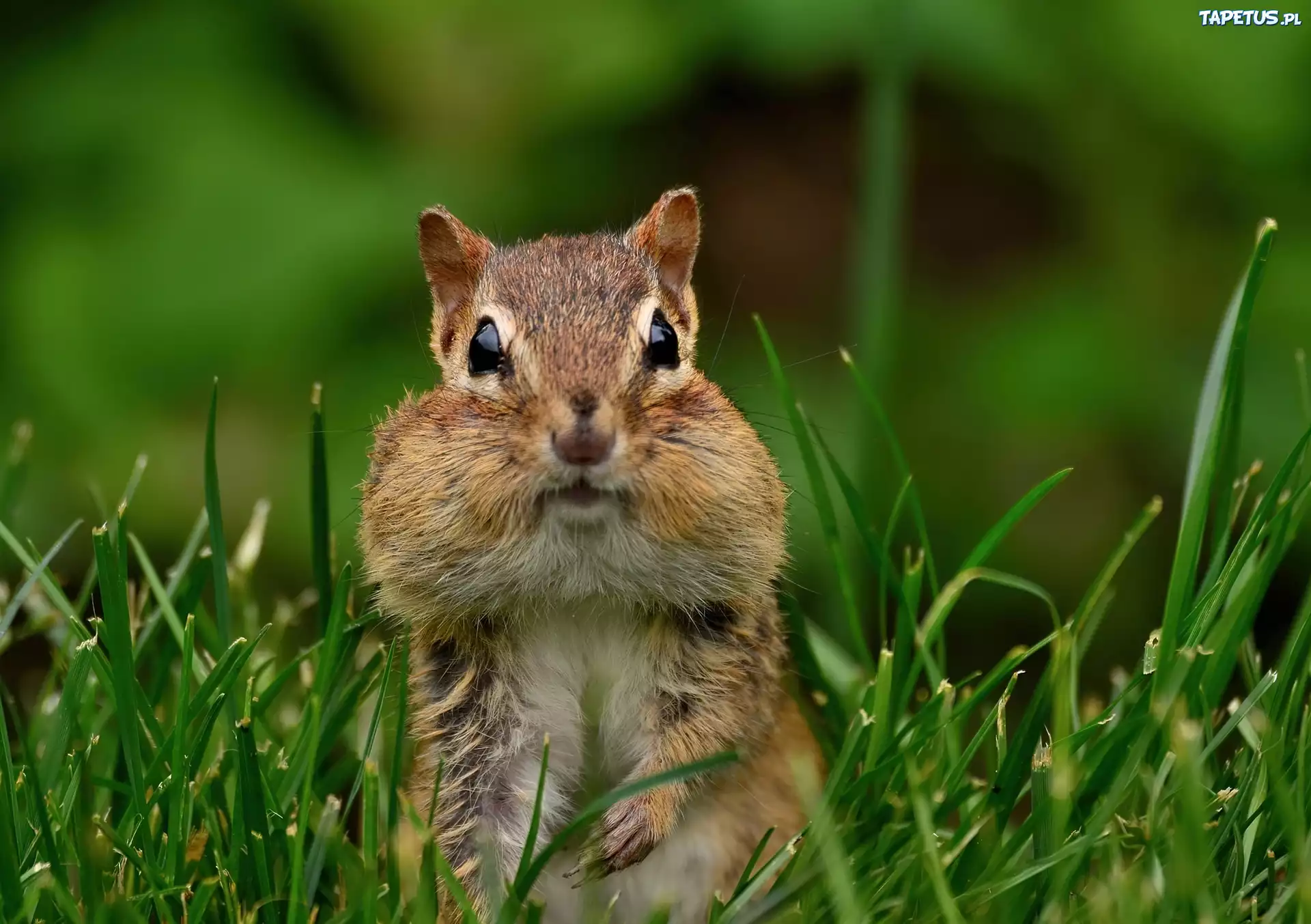 Chipmunk, Gryzoń, Trawa