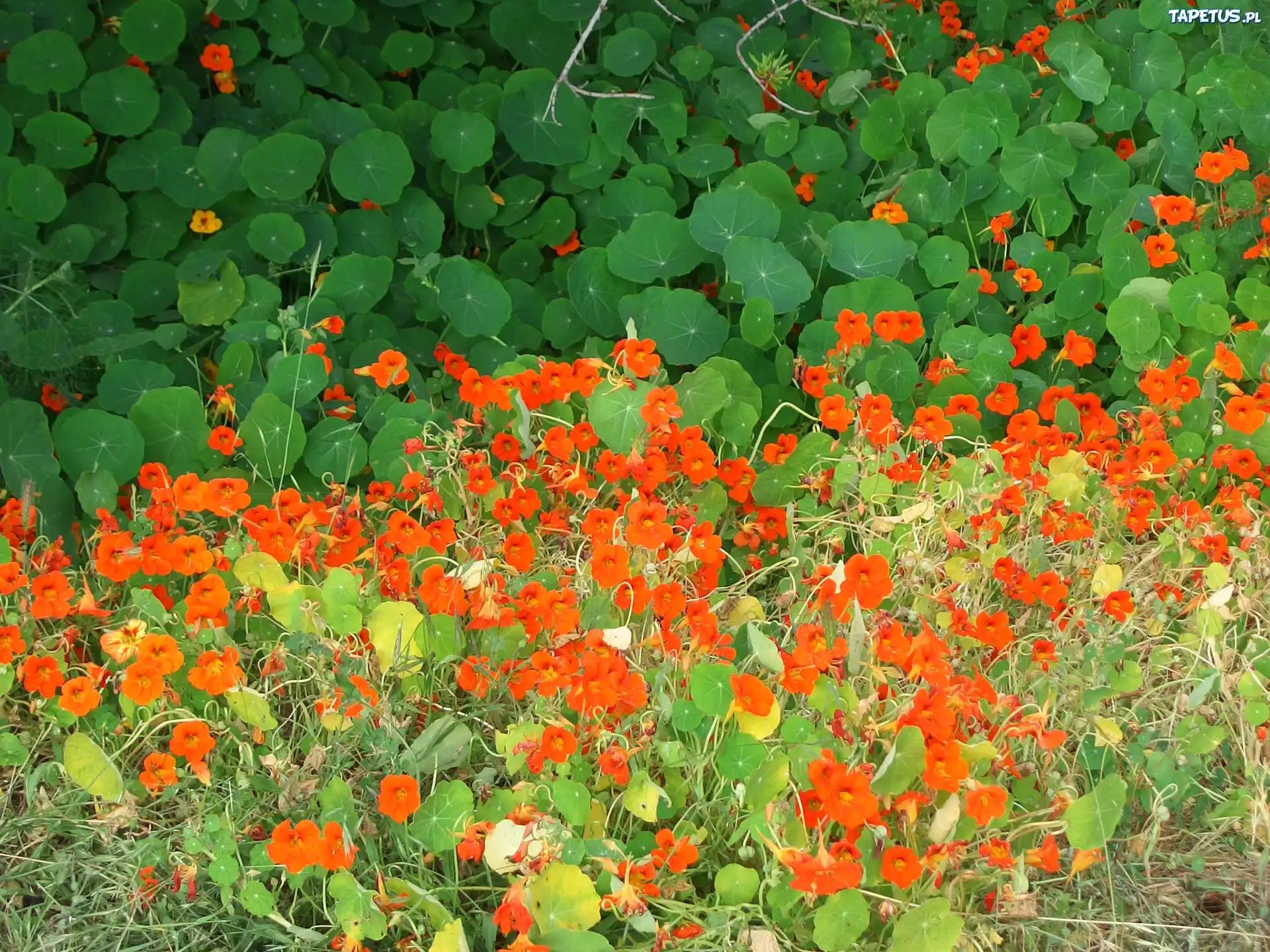 Pomarańczowe, Kwiaty, Nasturcje