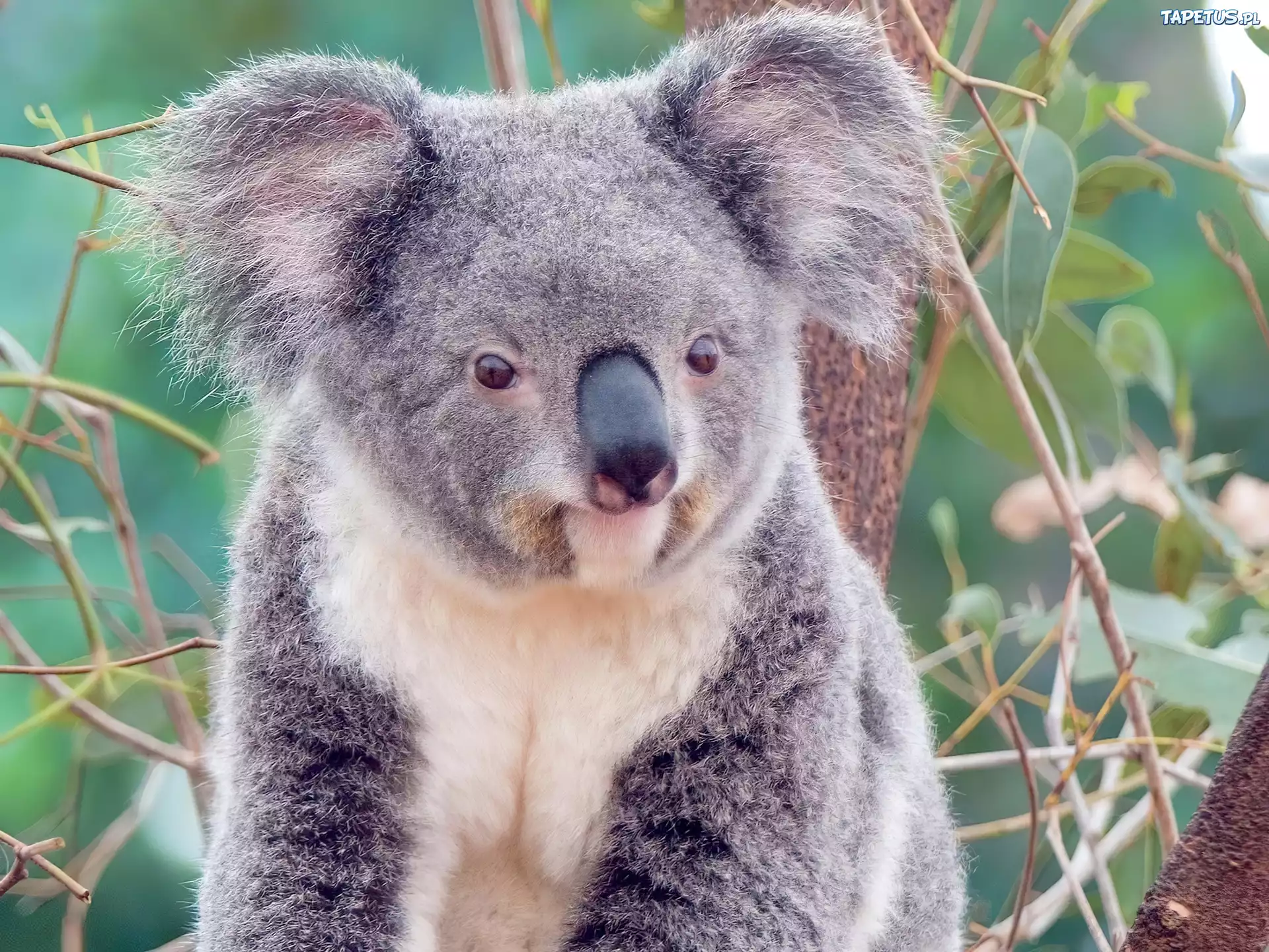 Miś, Koala, Gałązki