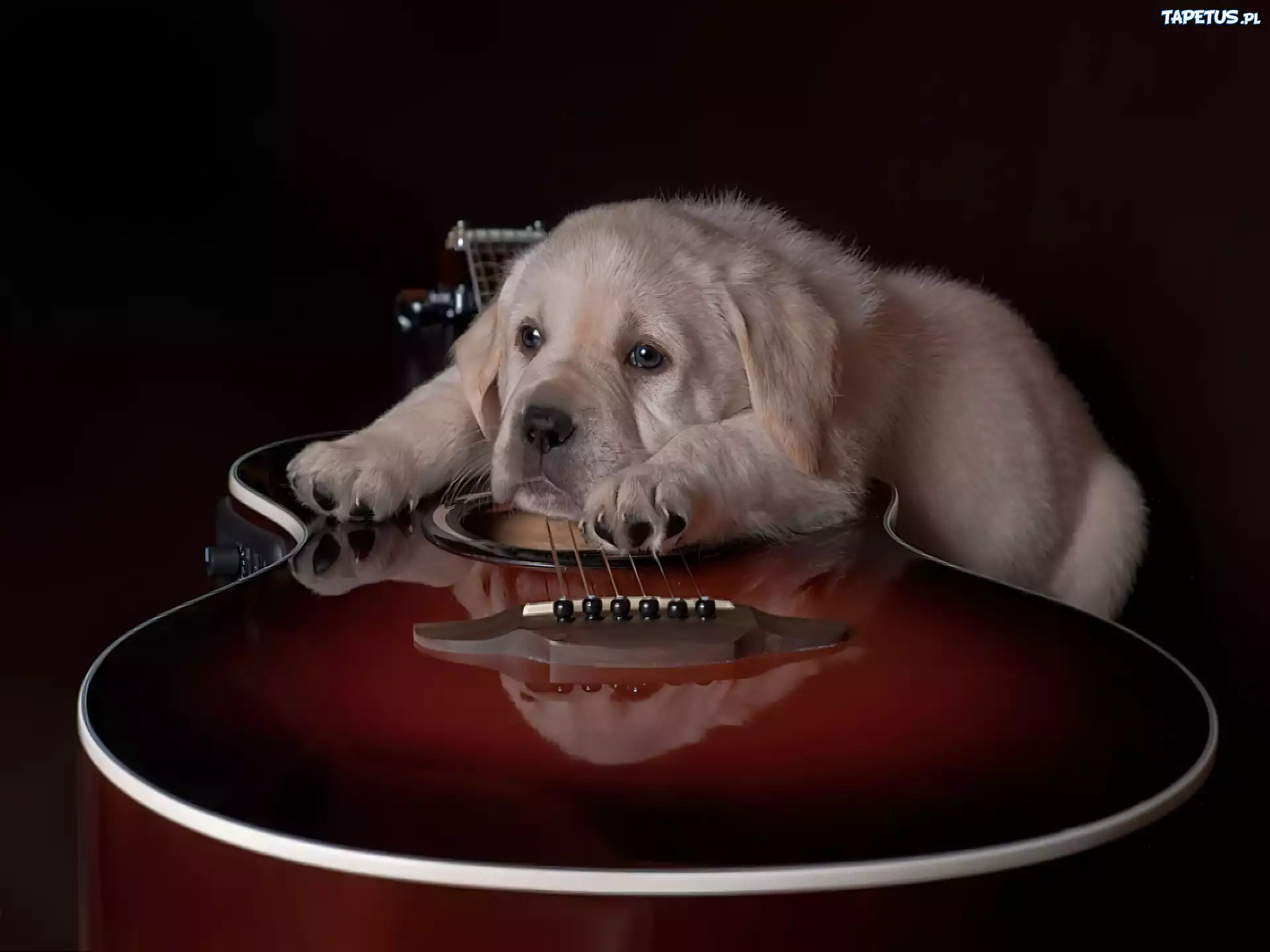 Smutny, Pies, Labrador, Gitara