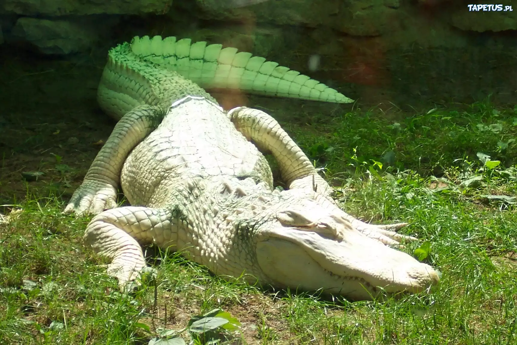 Aligator, Albinos, Trawa