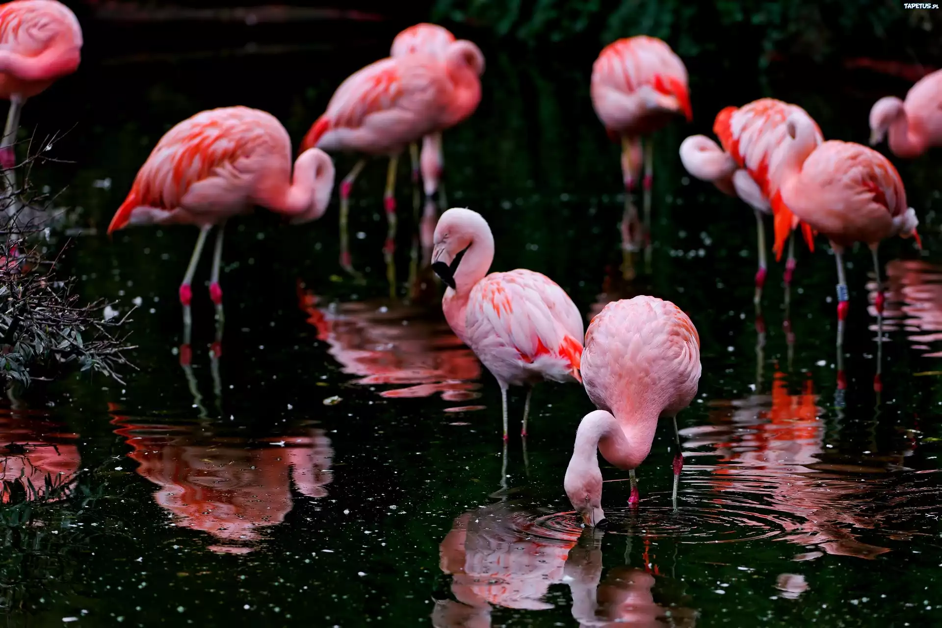Różowe, Flamingi
