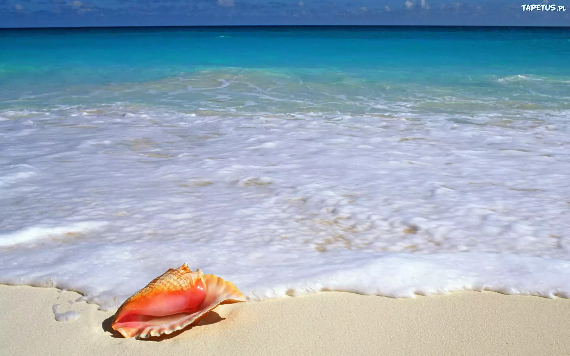 Ocean, Muszla, Piasek, Piana