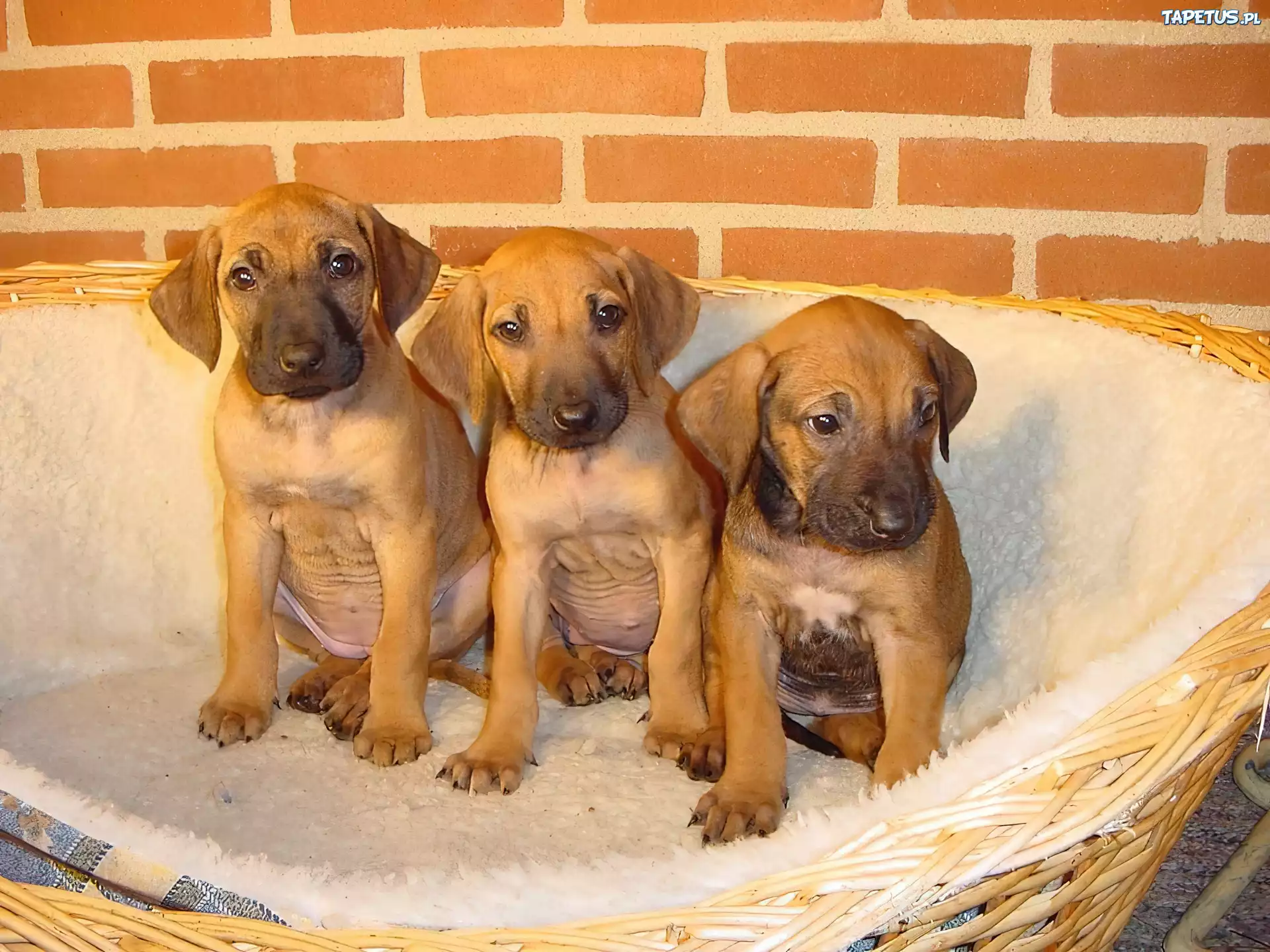 trzy, słodkie, szczeniaki, Rhodesian ridgeback